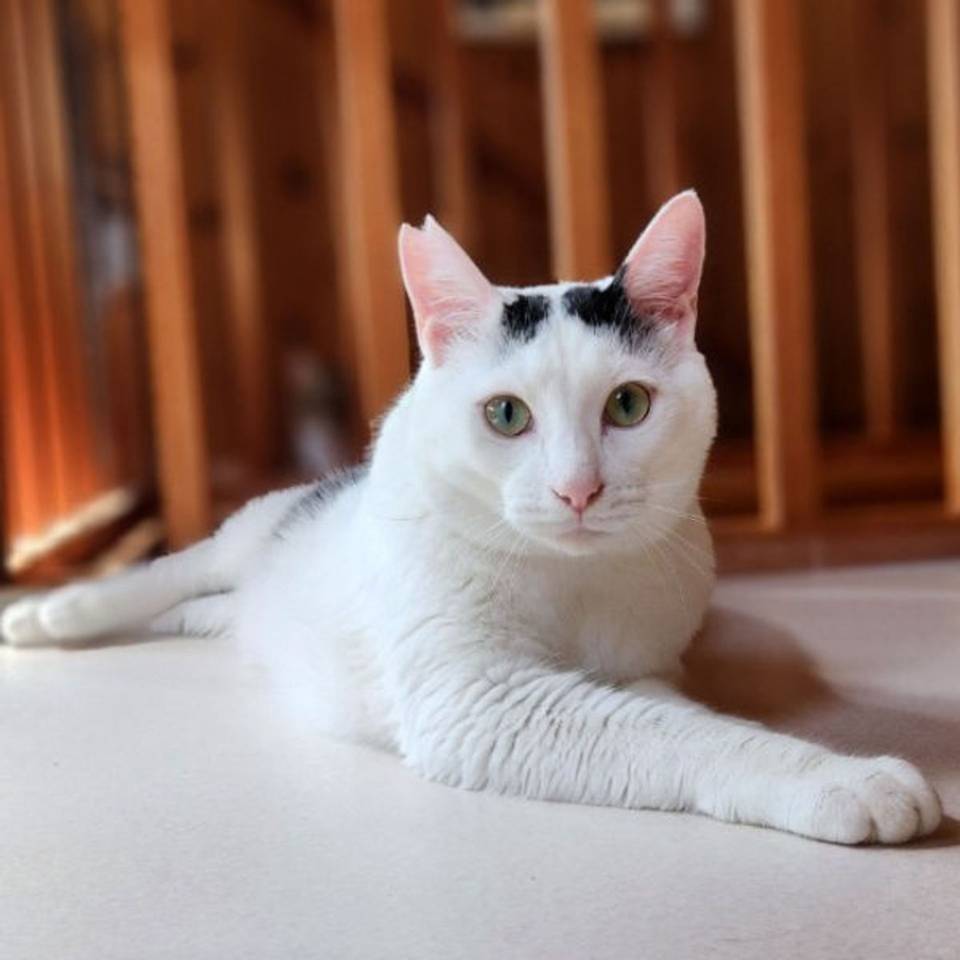 雑種（ミックス猫）・オスの里親募集の写真