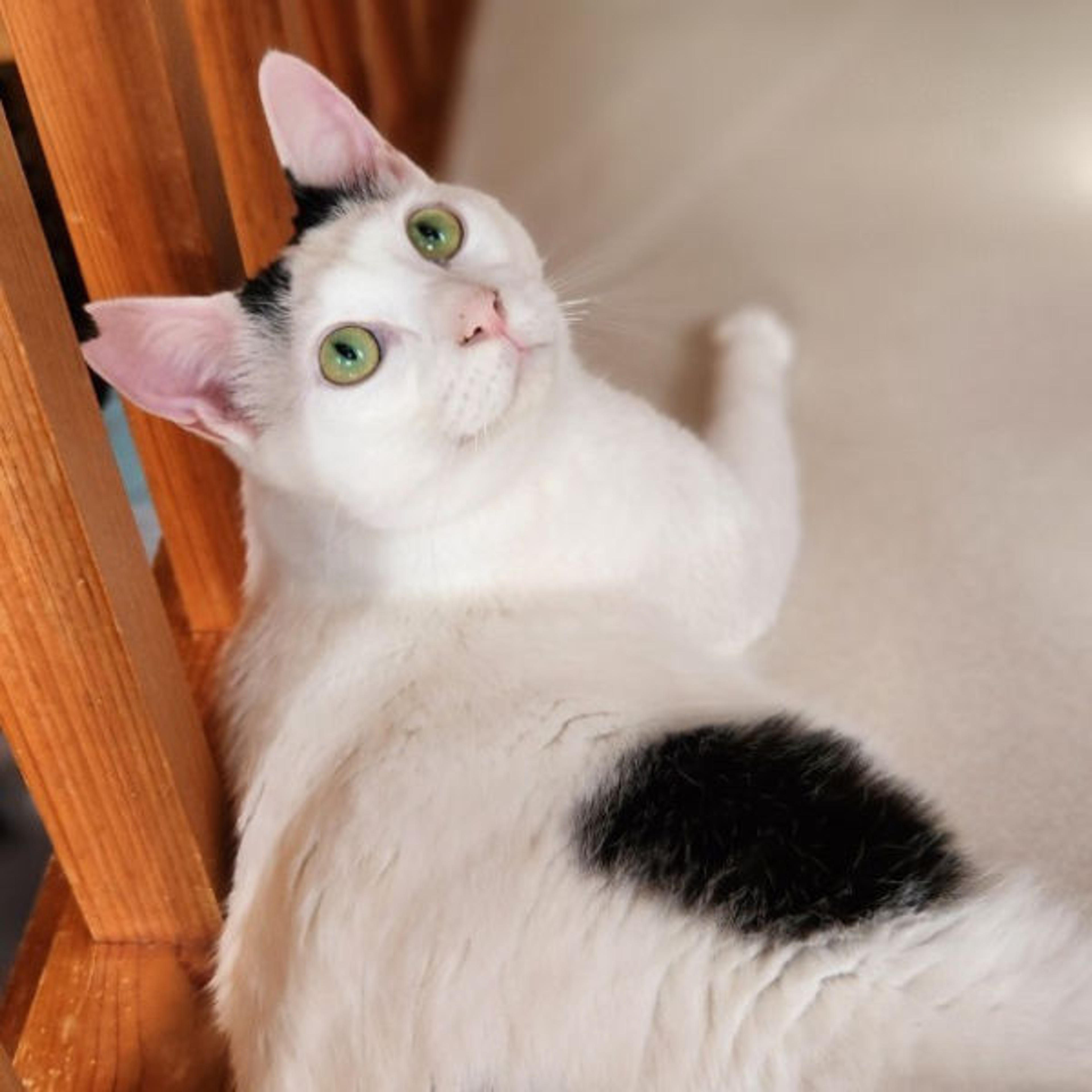 pet-image-2