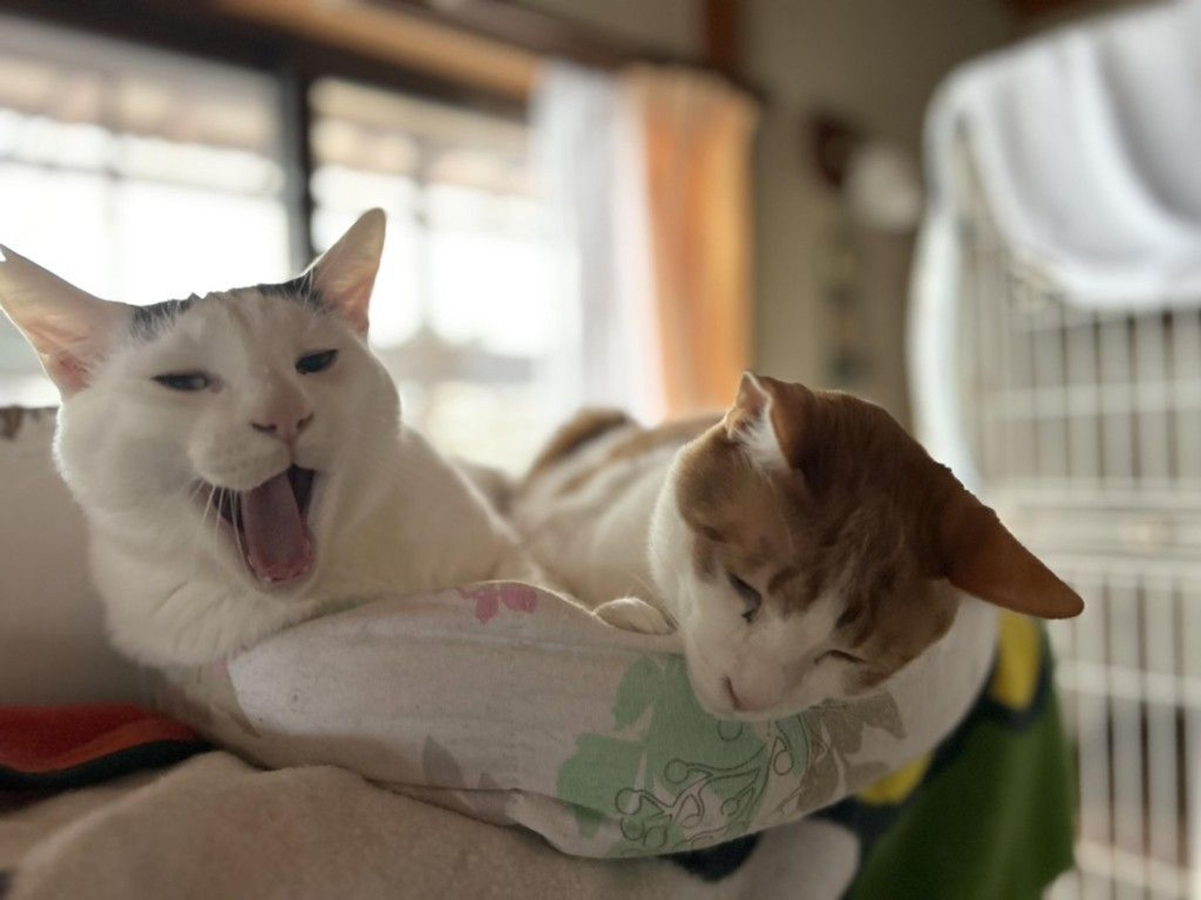 pet-image-5