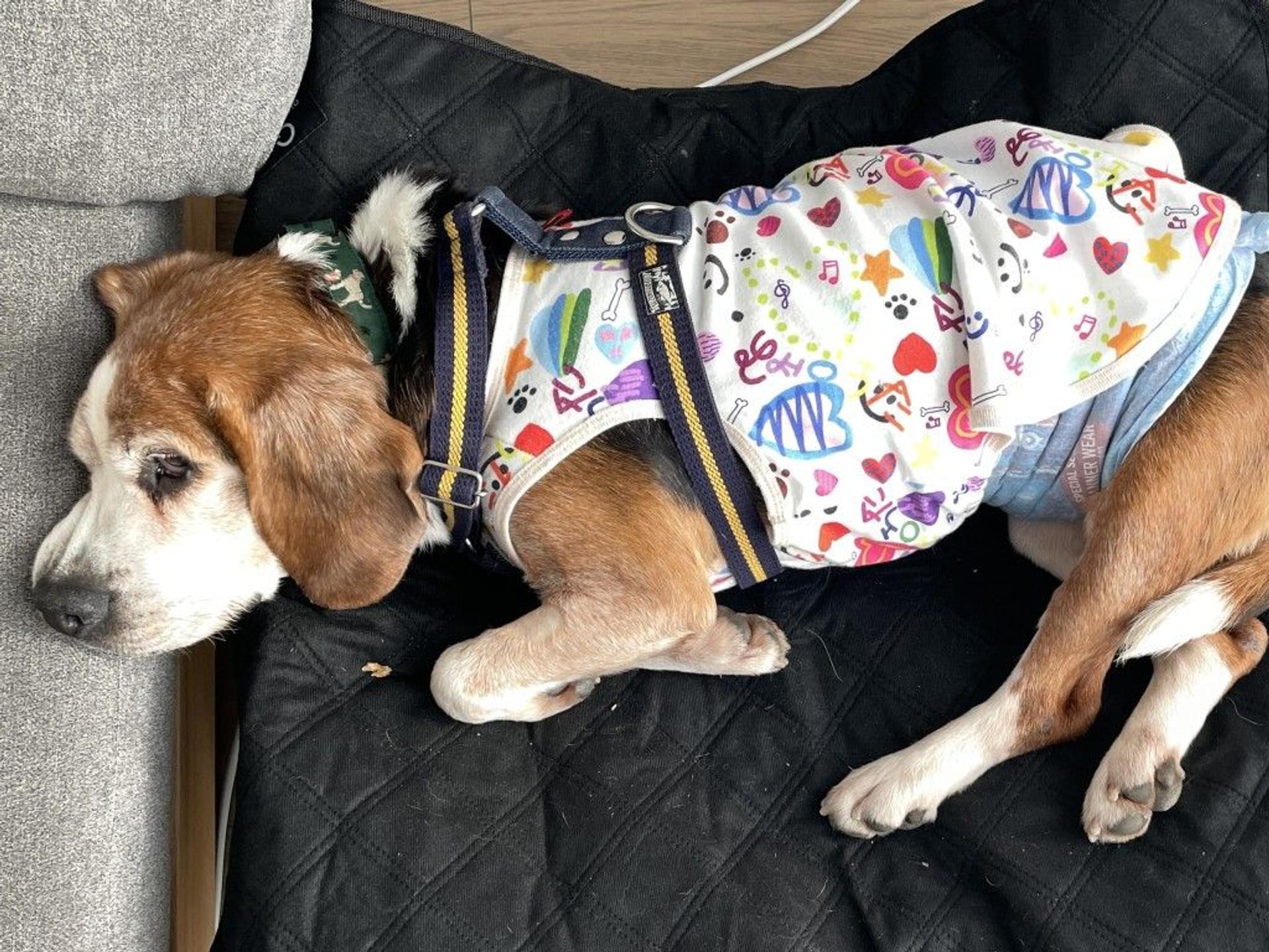 pet-image-5
