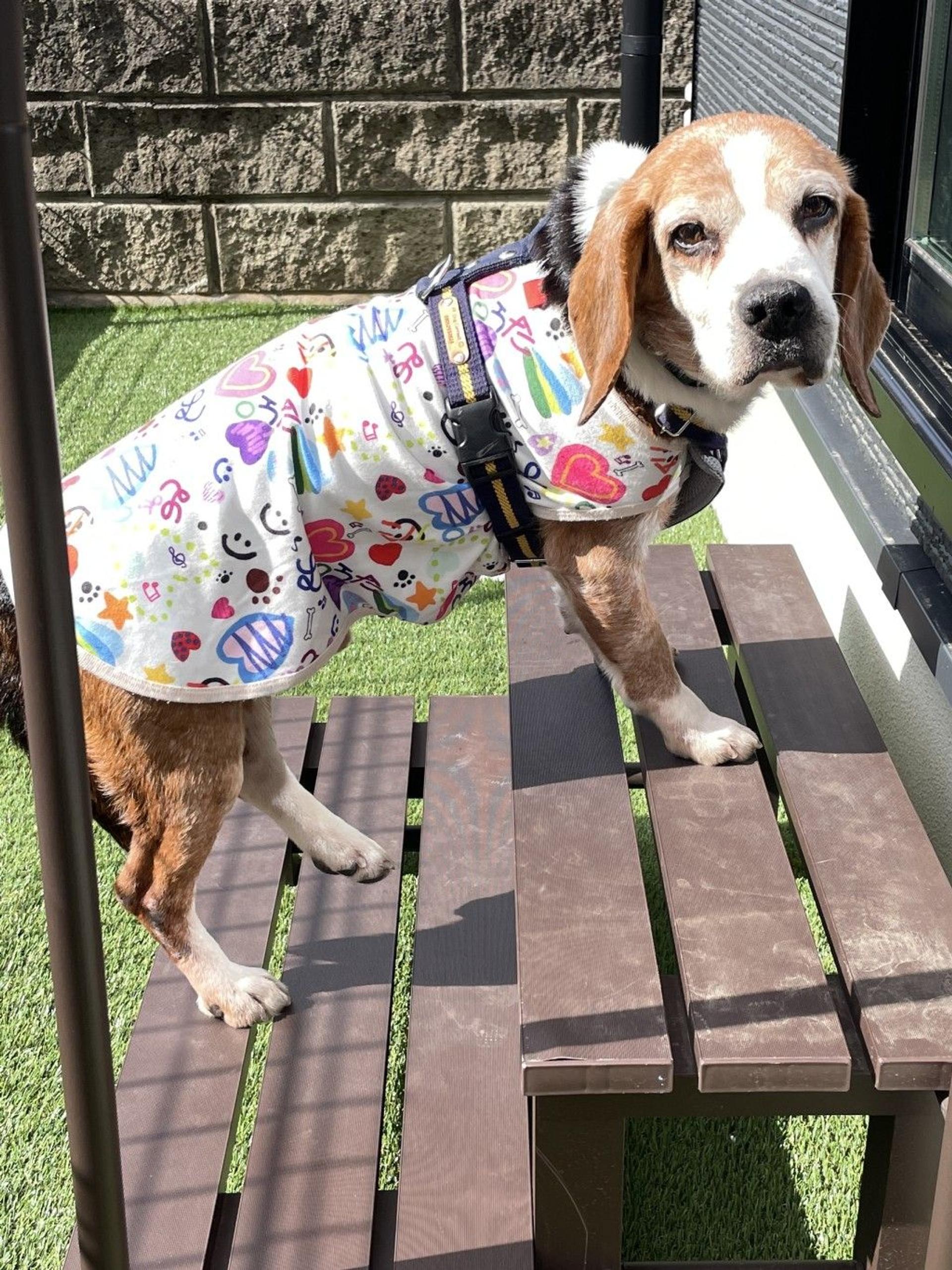 pet-image-4