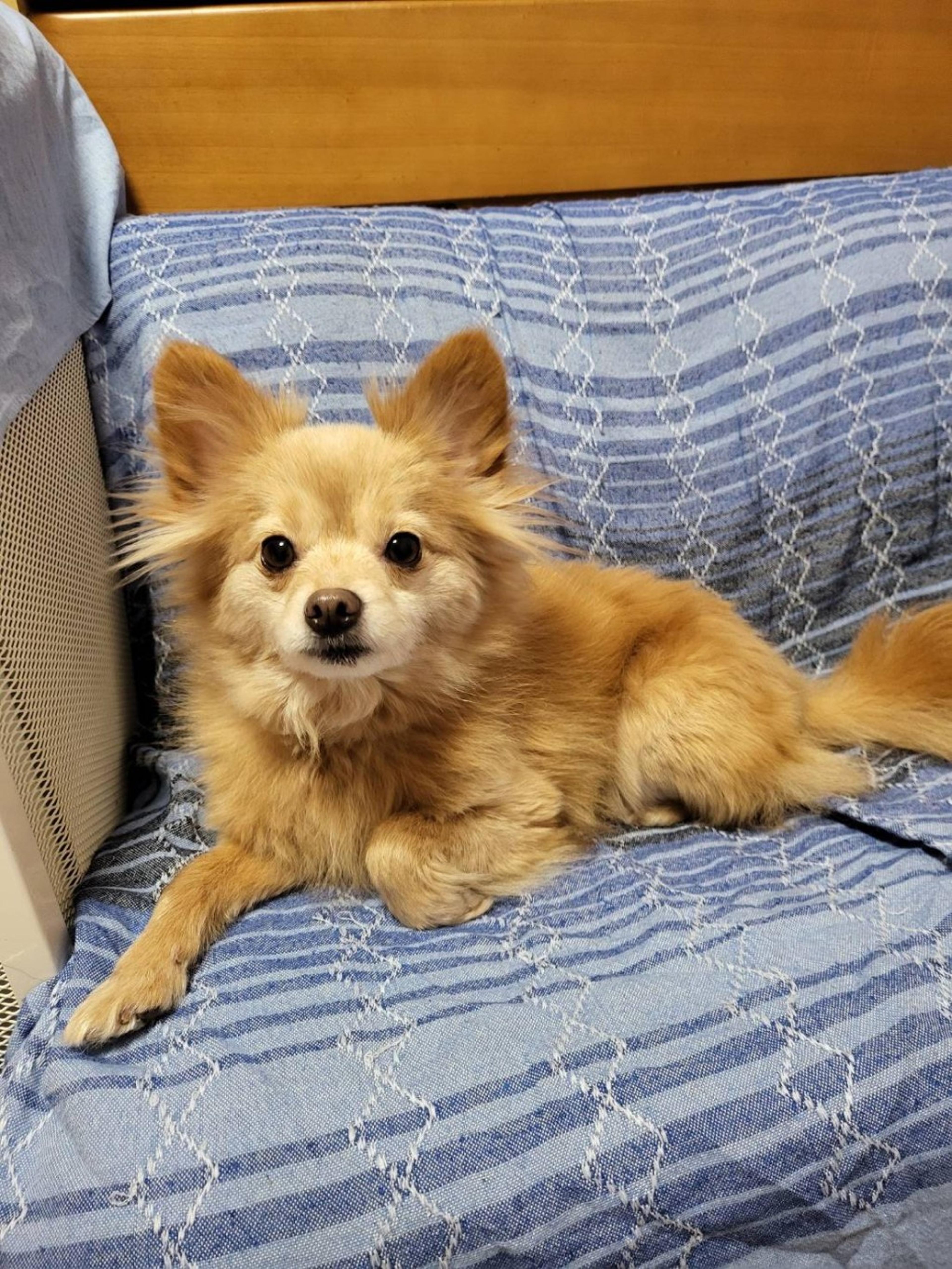 pet-image-2