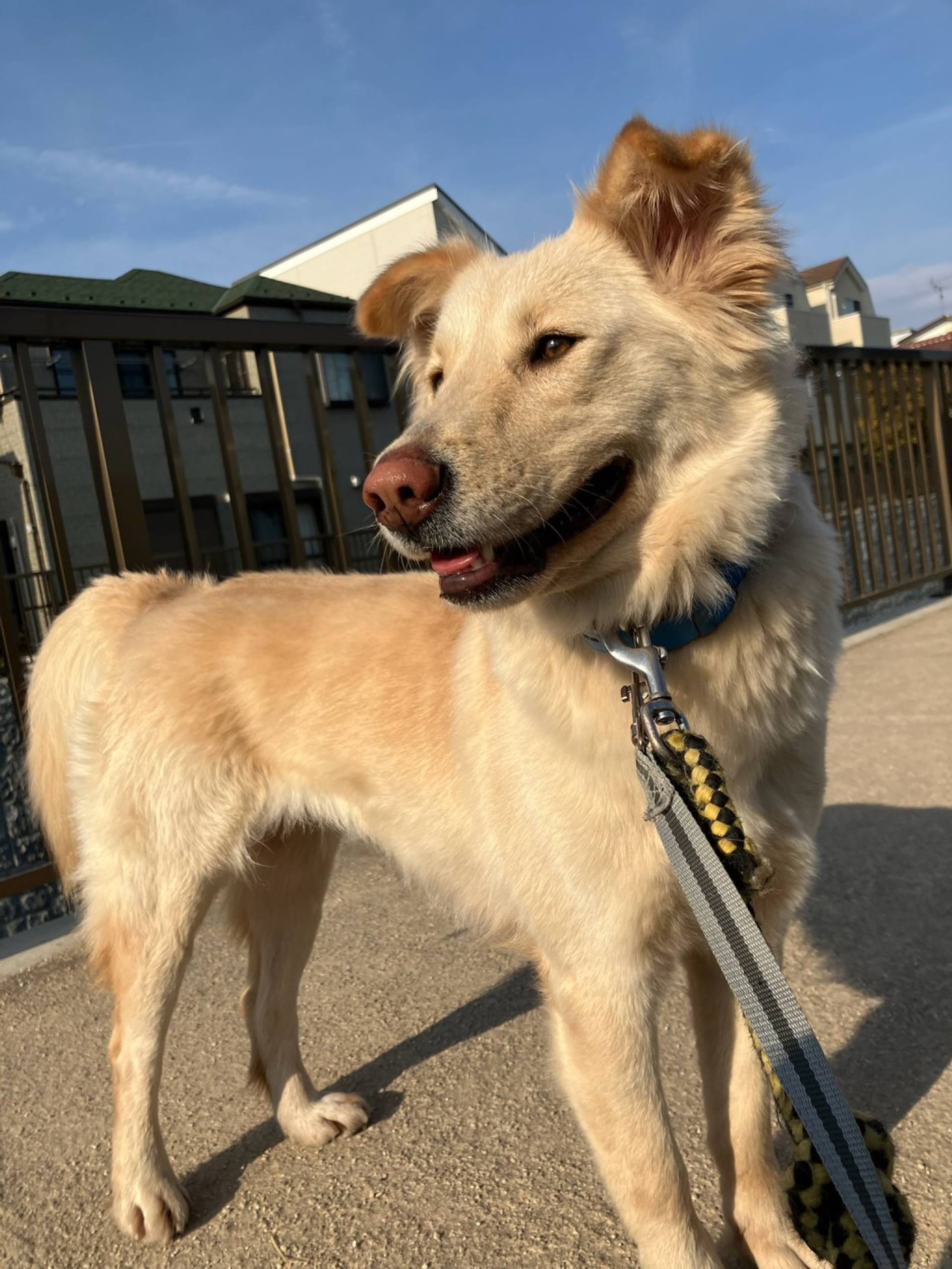 雑種（ミックス犬）・メスの里親募集の写真