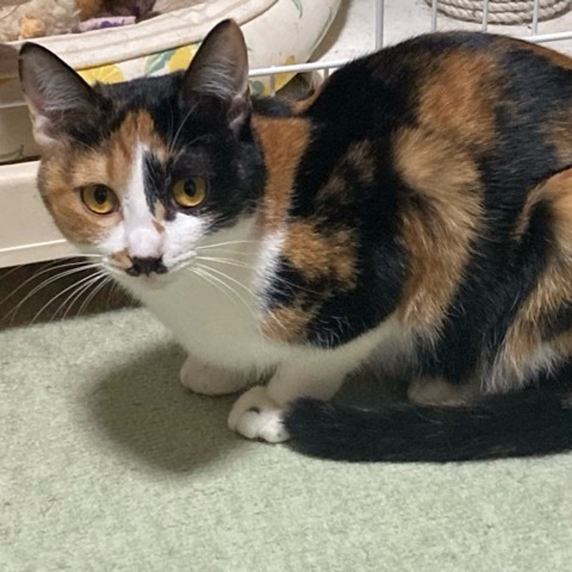 雑種（ミックス猫）・メスの里親募集の写真