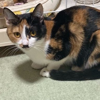ひな