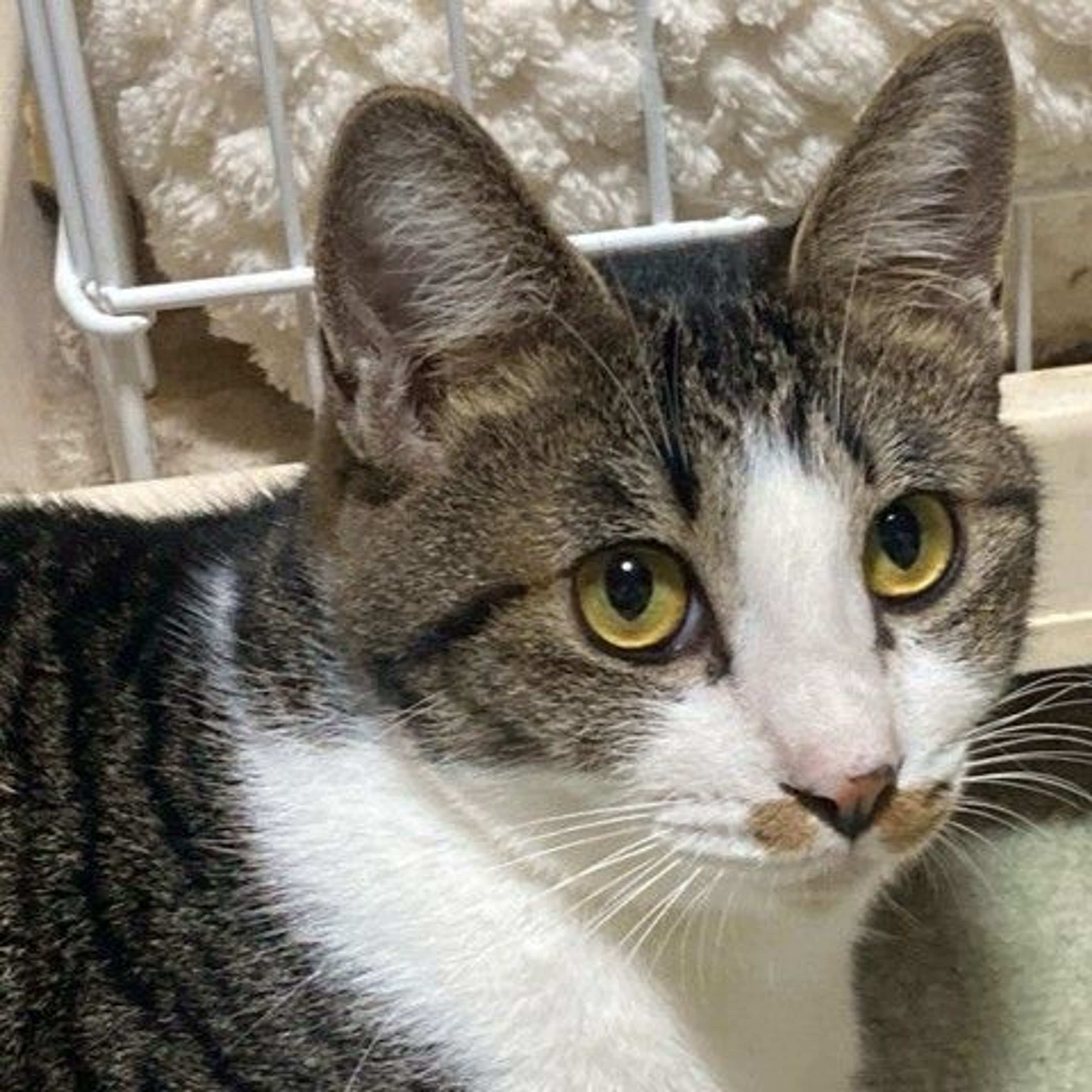 雑種（ミックス猫）・オスの里親募集の写真