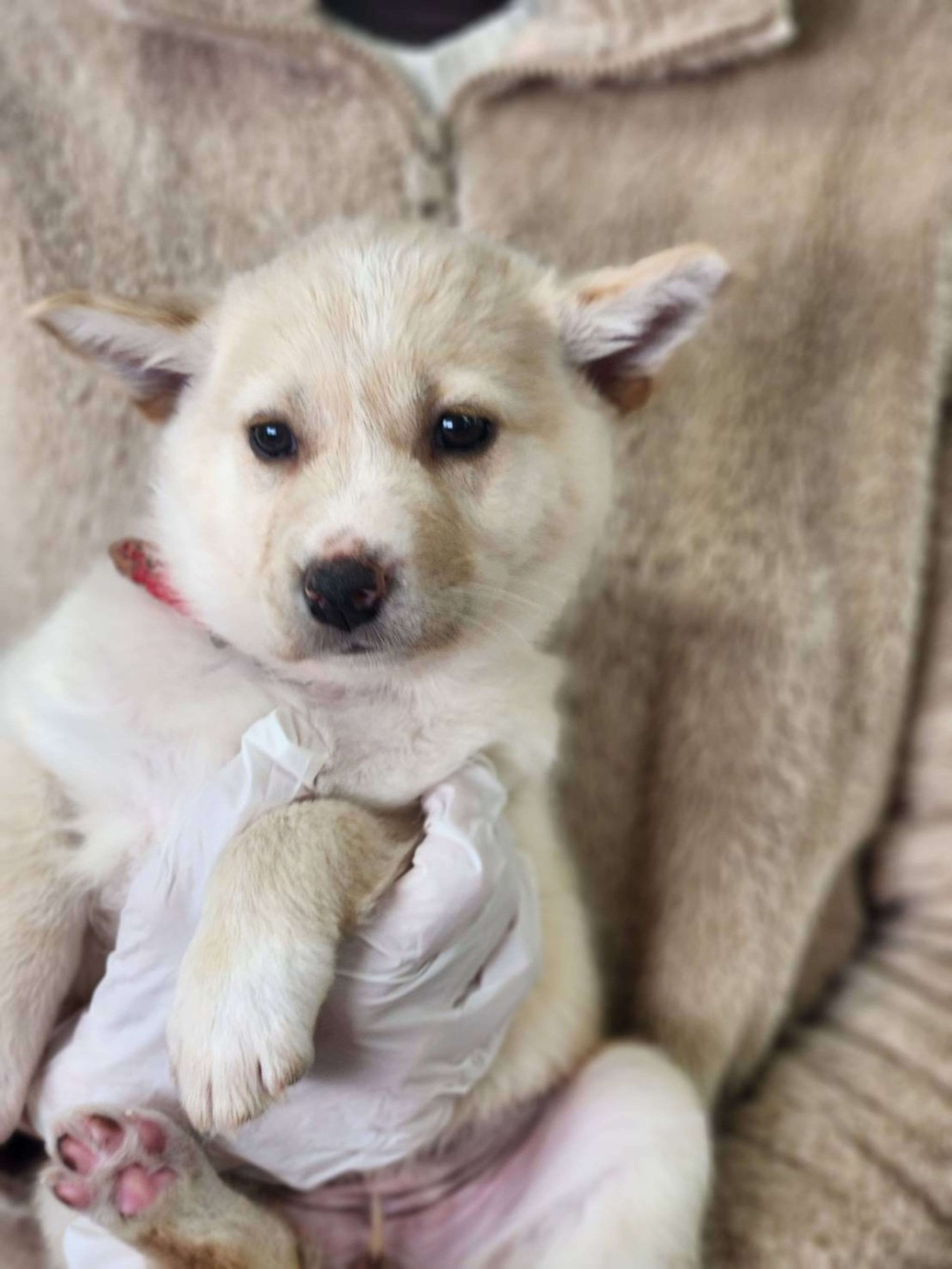 雑種（ミックス犬）・メスの里親募集の写真