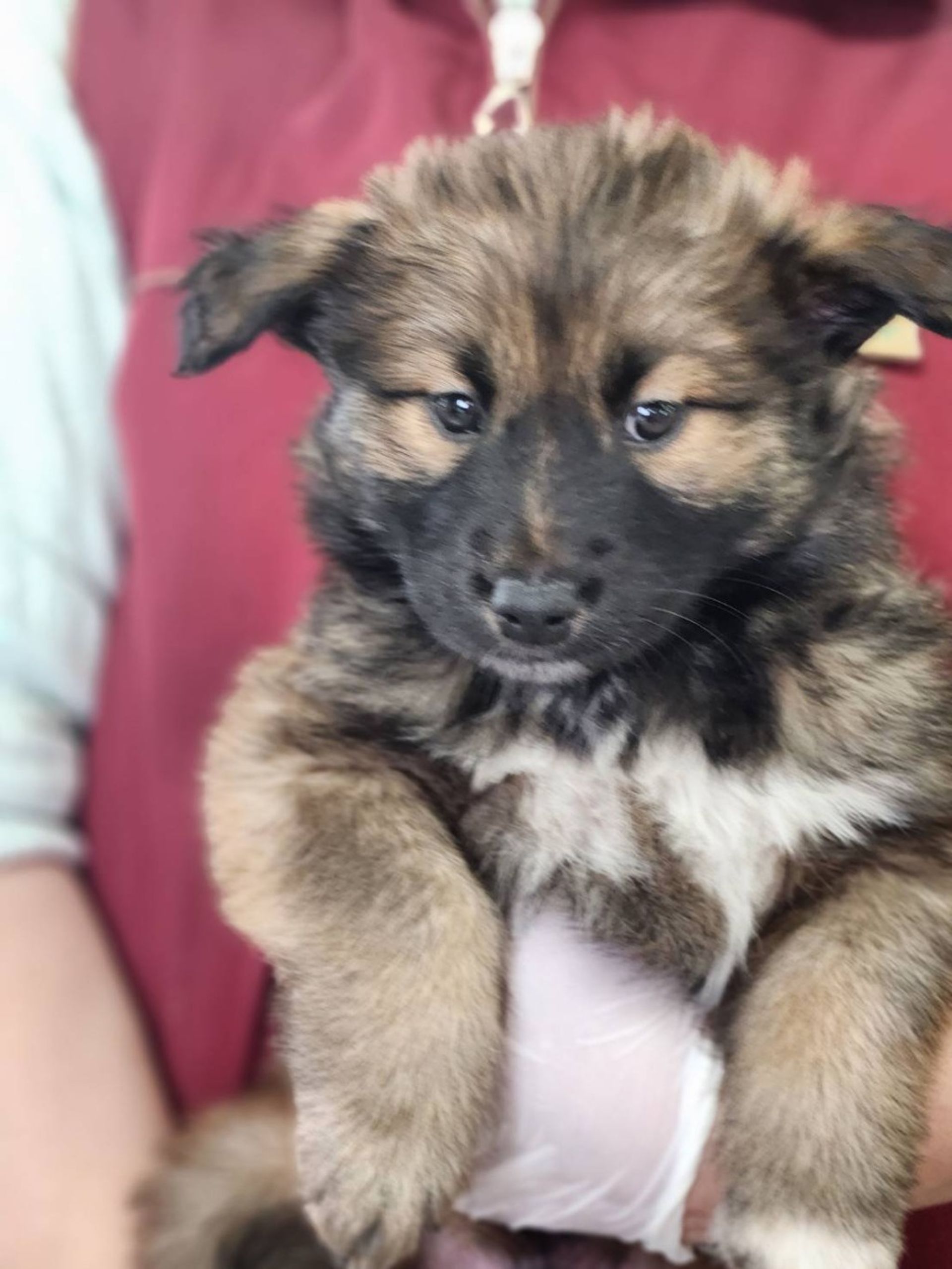 雑種（ミックス犬）・オスの里親募集の写真