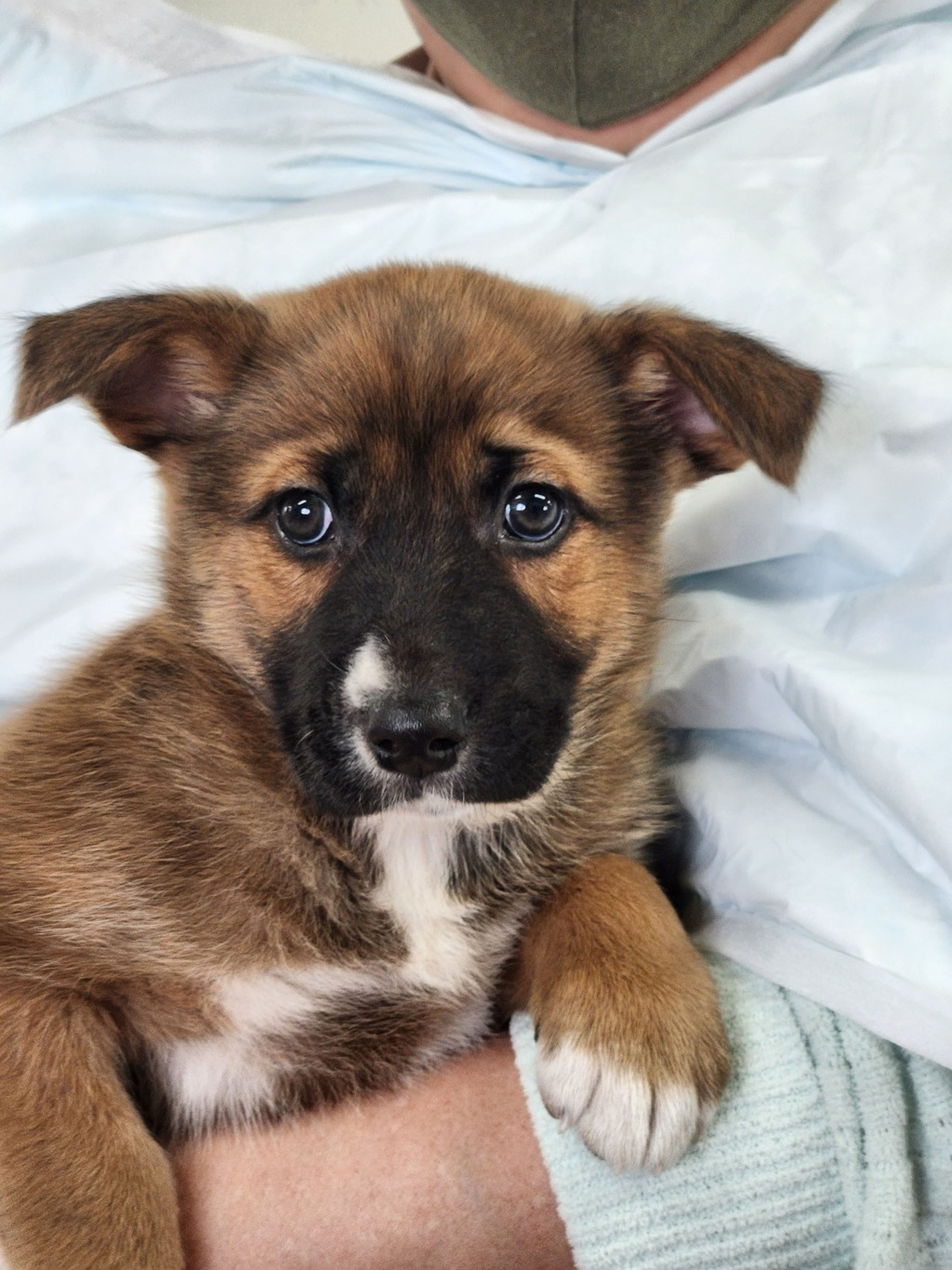 雑種（ミックス犬）・オスの里親募集の写真