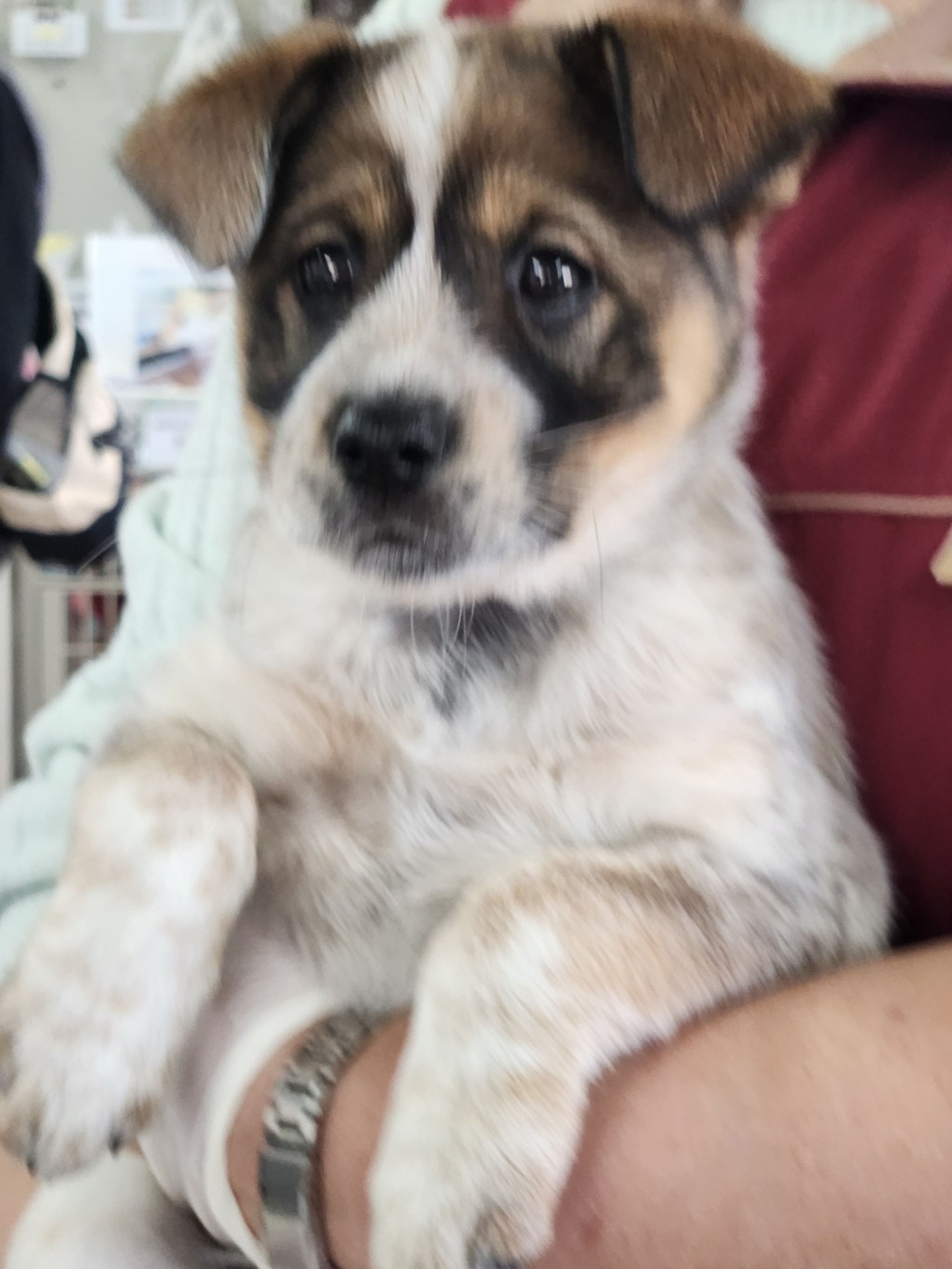 pet-image-2