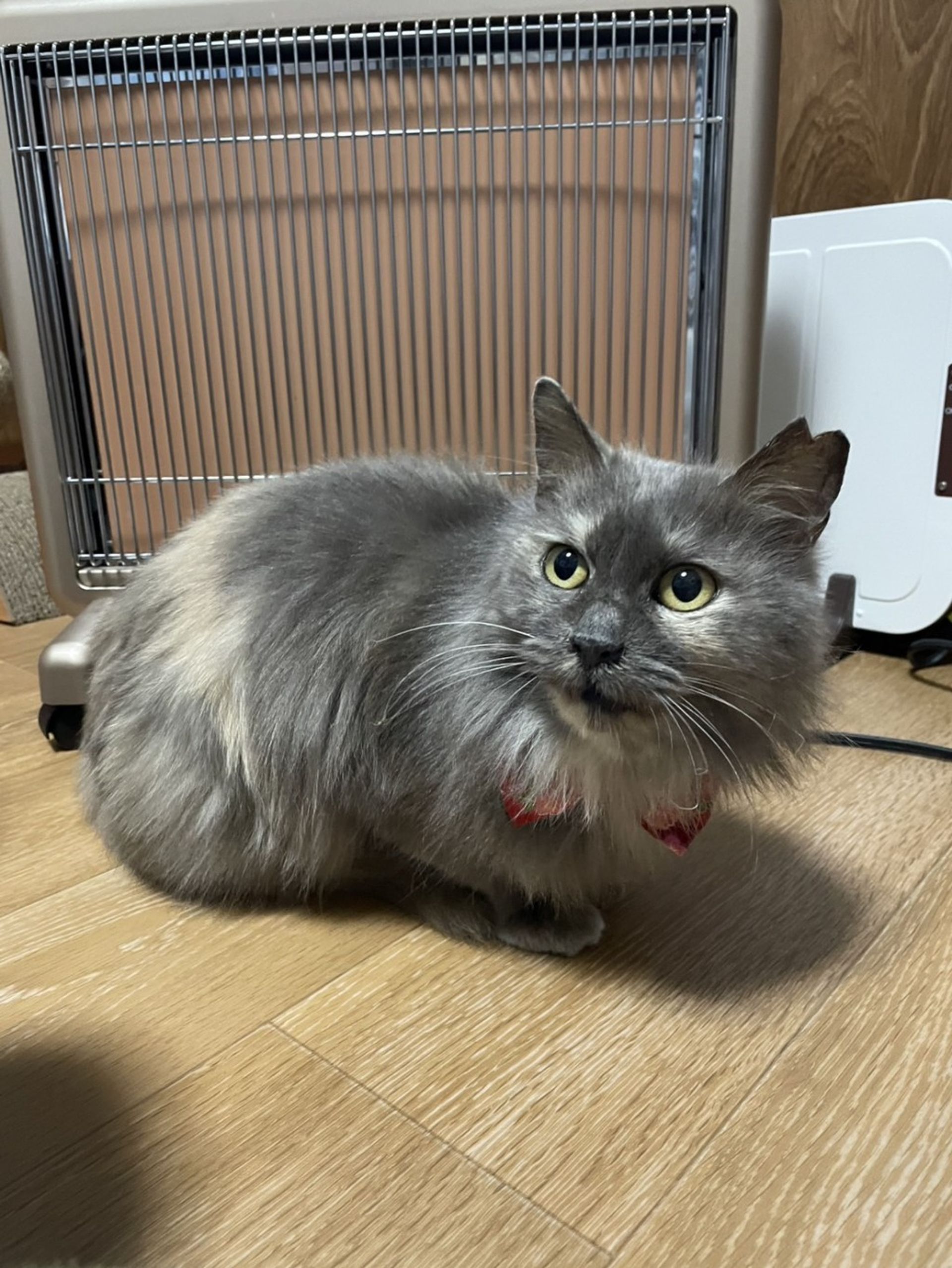 雑種（ミックス猫）・メスの里親募集の写真
