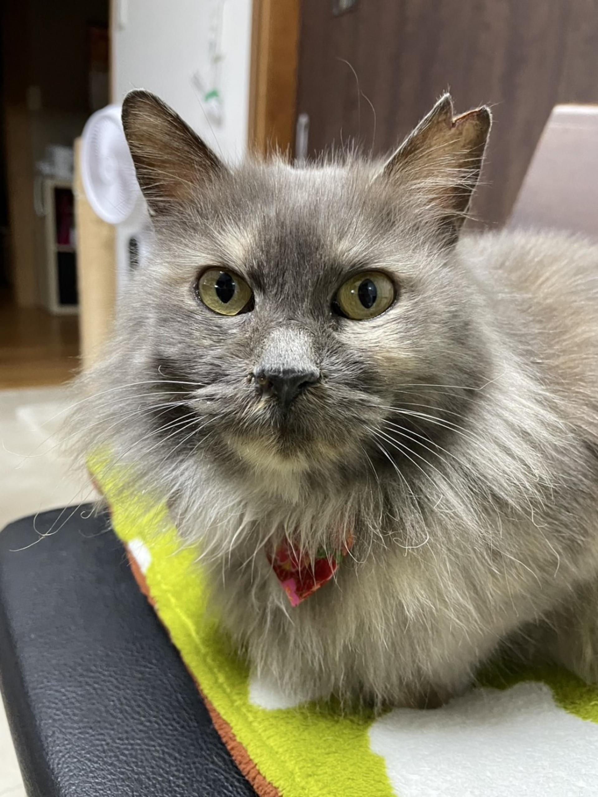 pet-image-3