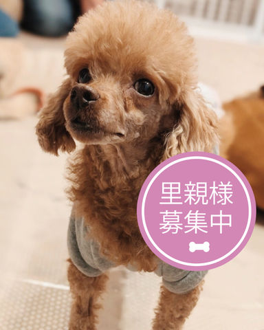 チャコ