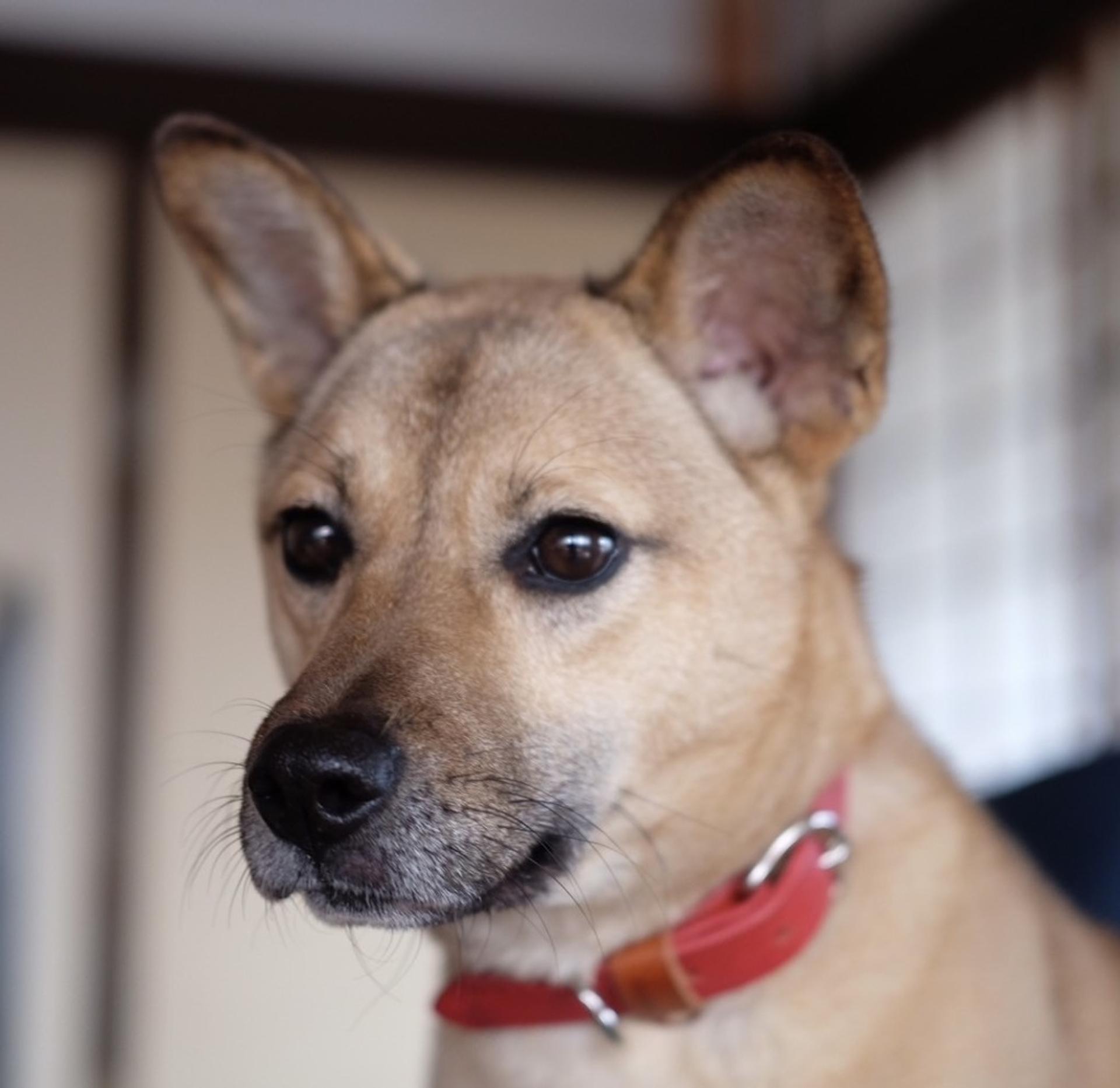 pet-image-7