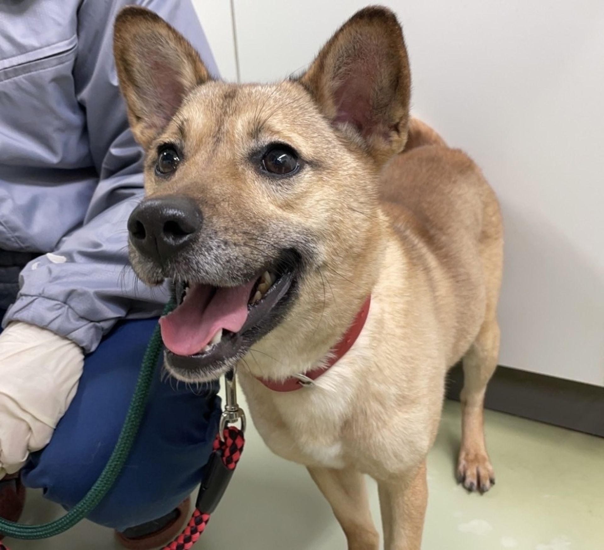 雑種（ミックス犬）・メスの里親募集の写真