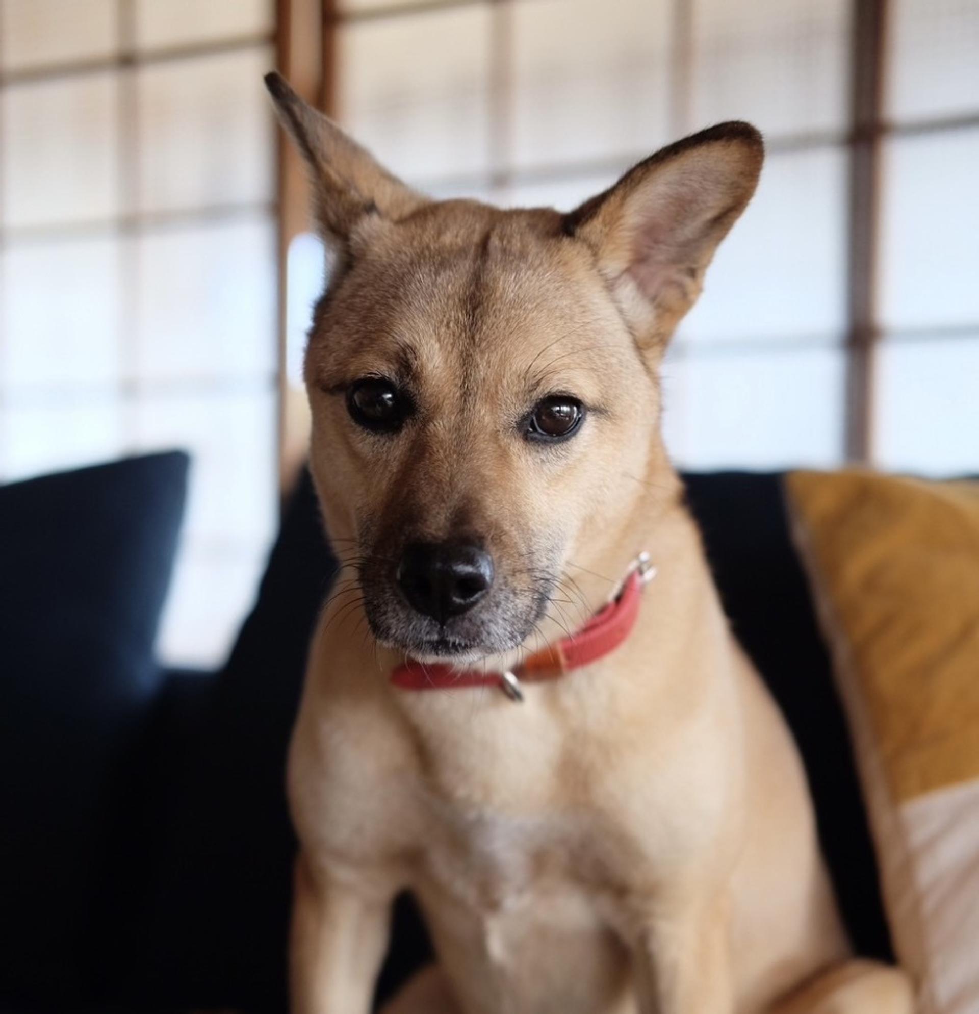 pet-image-5