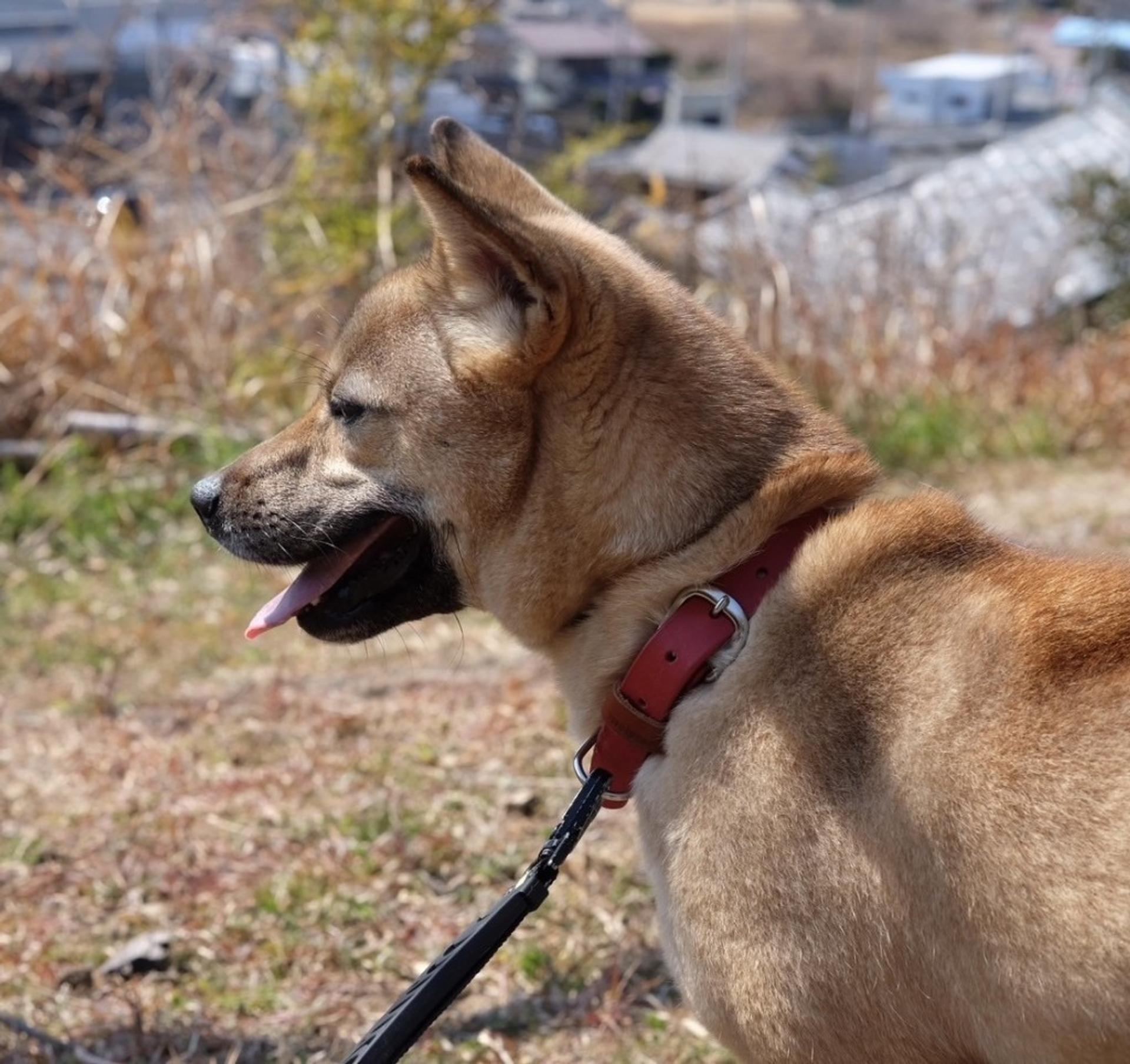 pet-image-10