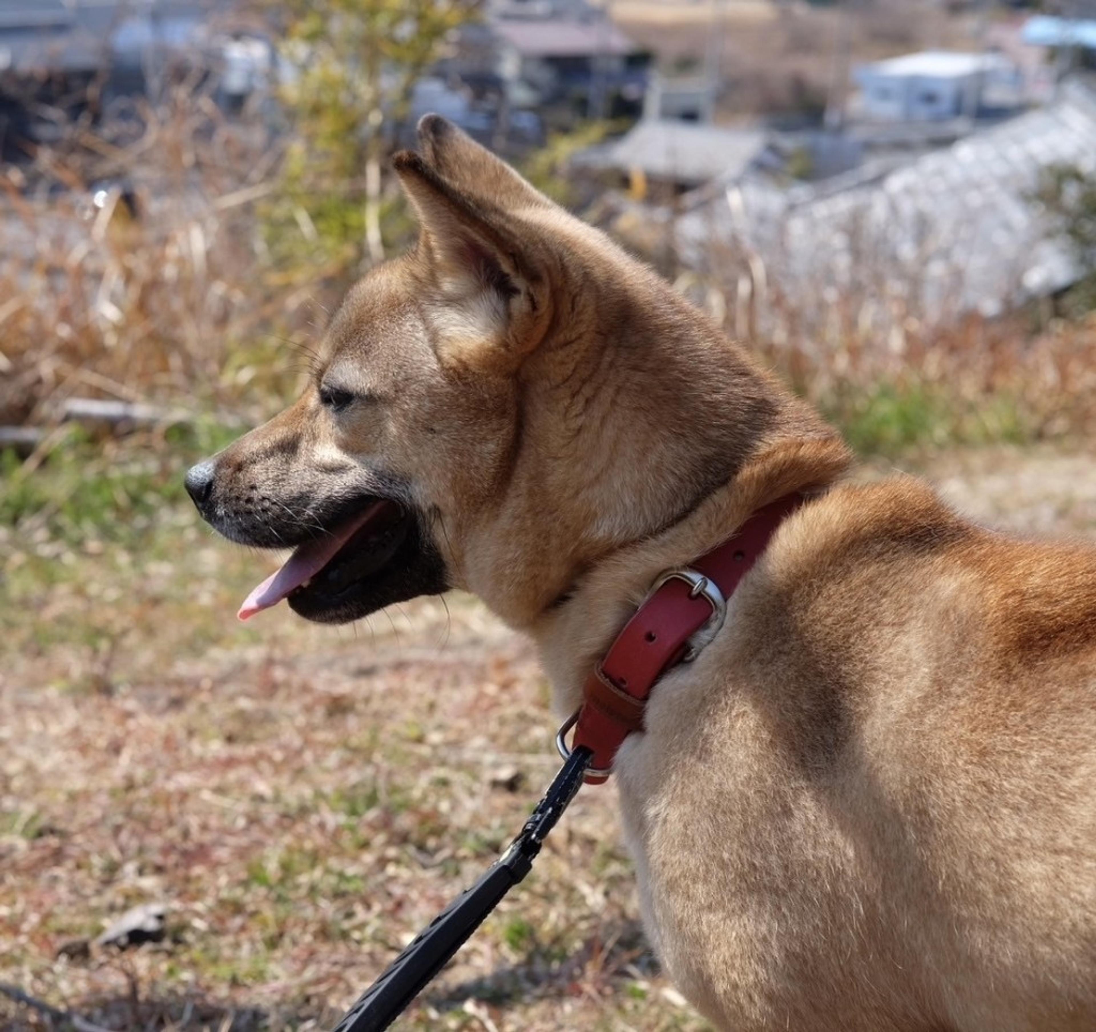 pet-image-10