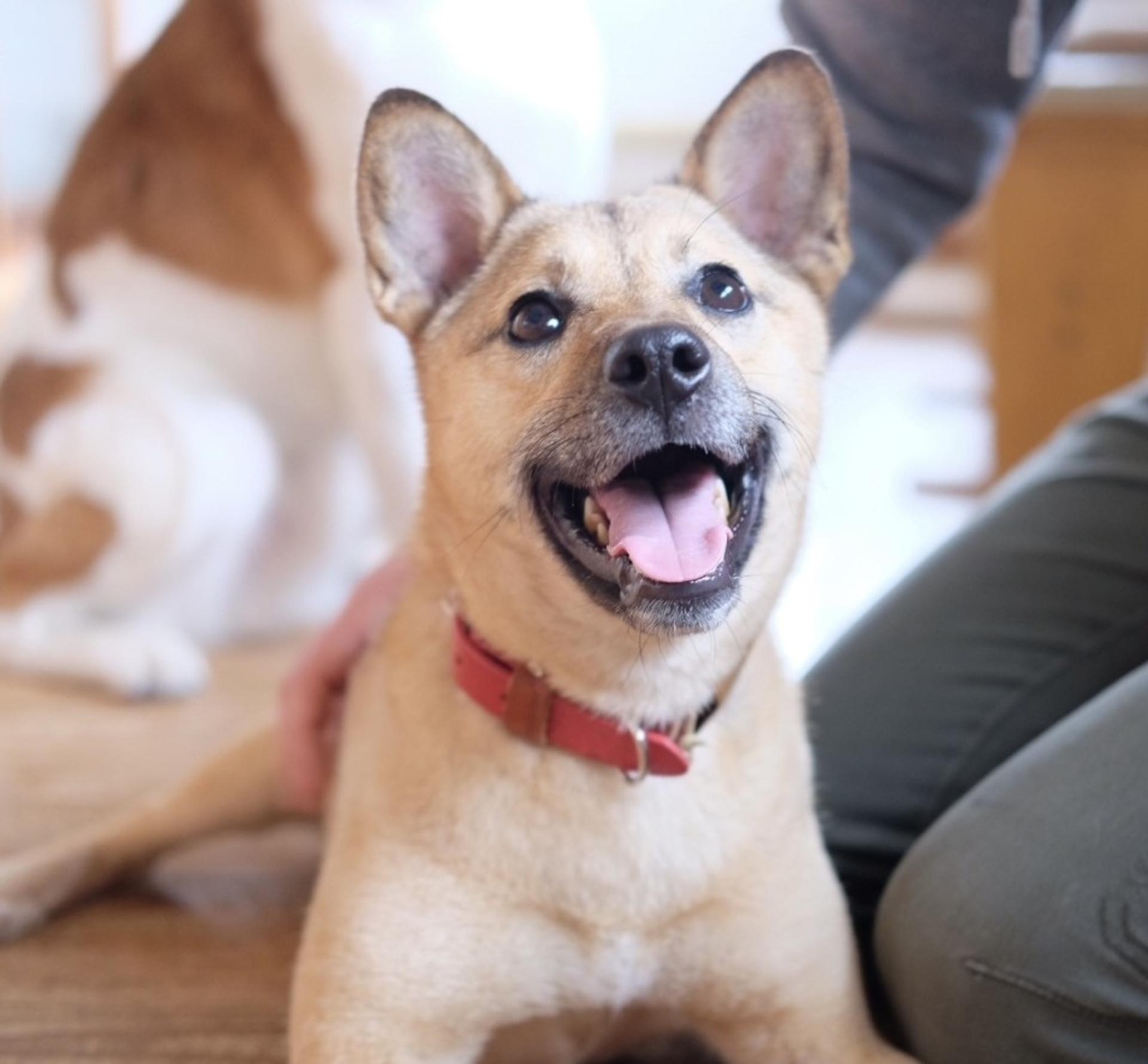 pet-image-2