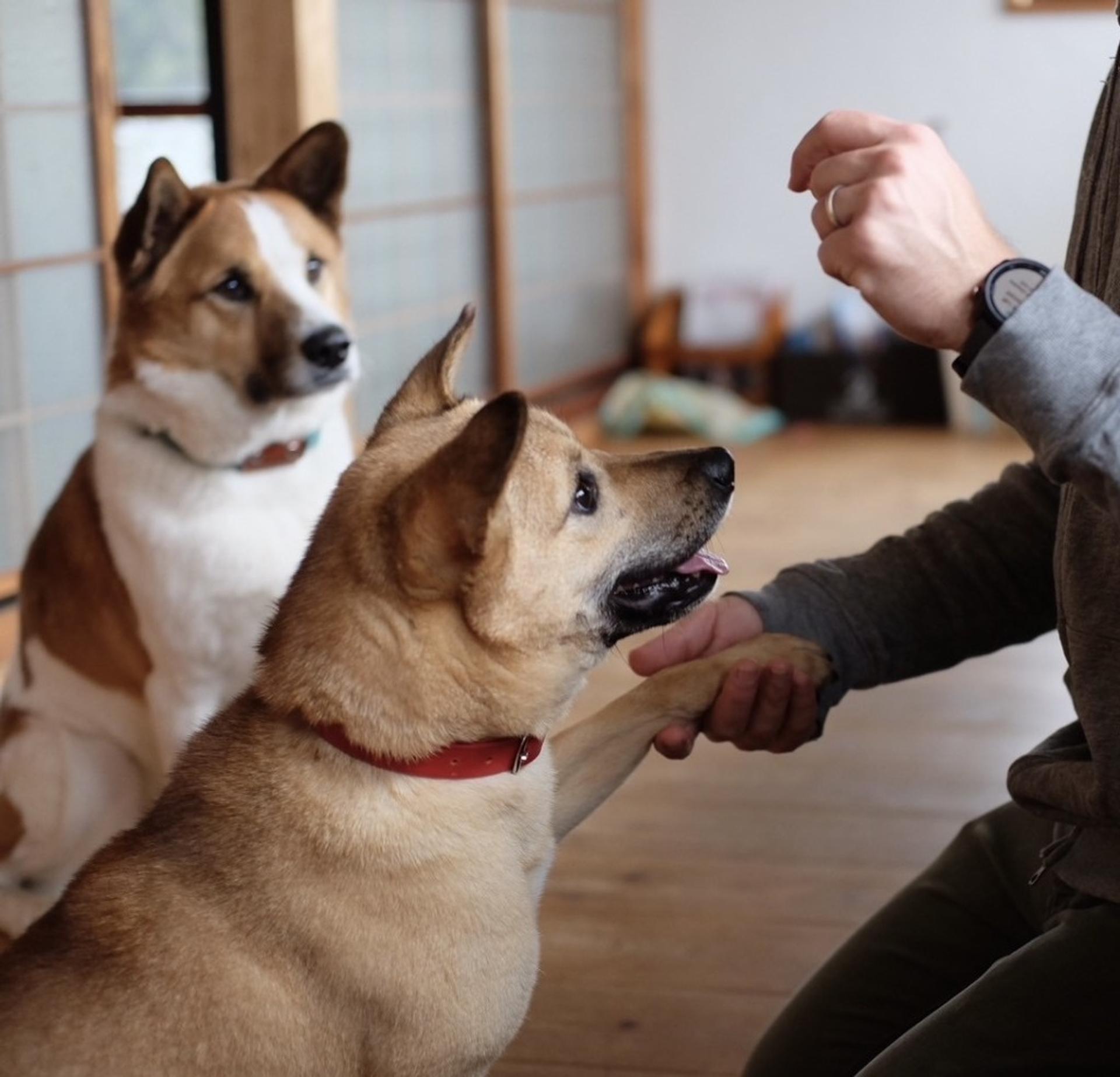 pet-image-4