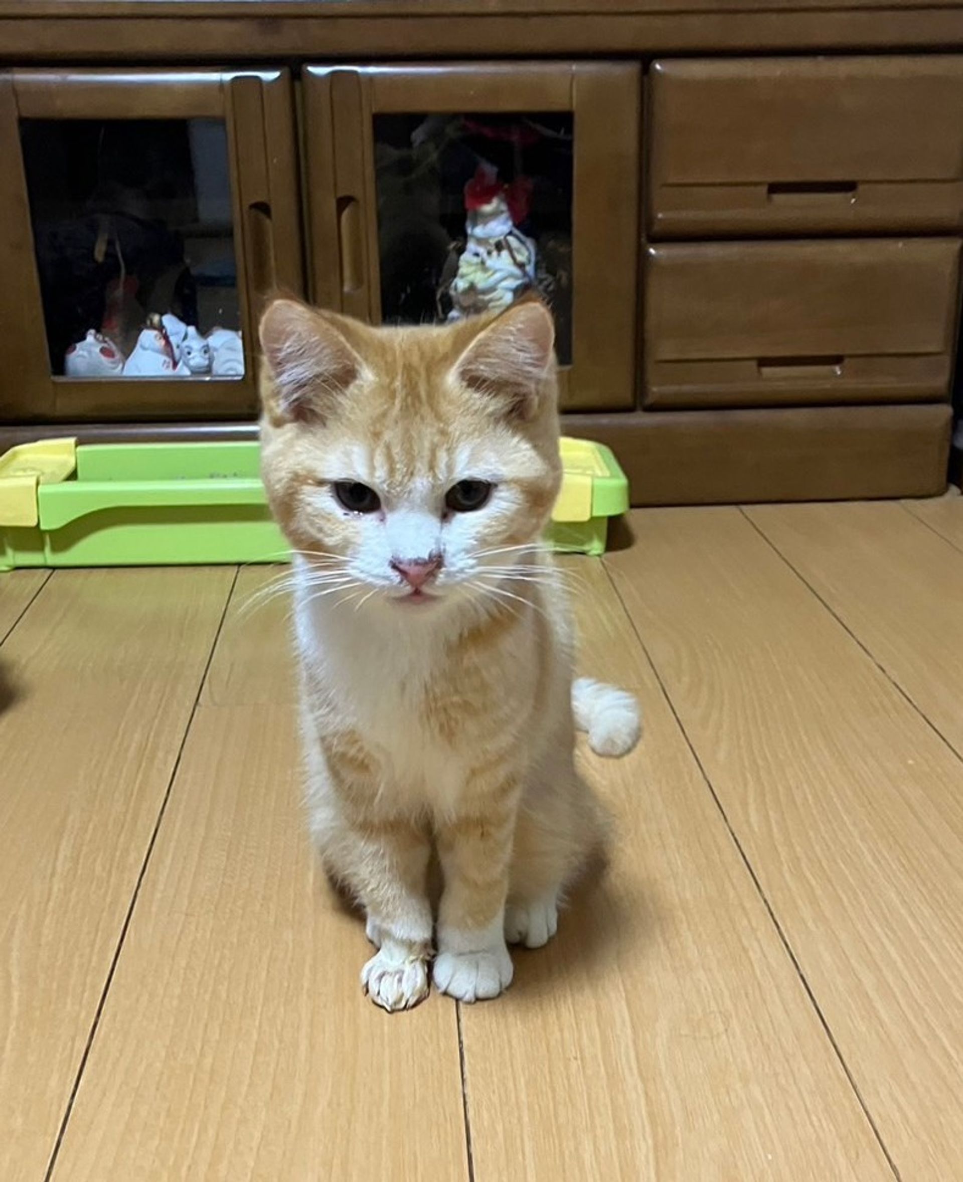 雑種（ミックス猫）・オスの里親募集の写真
