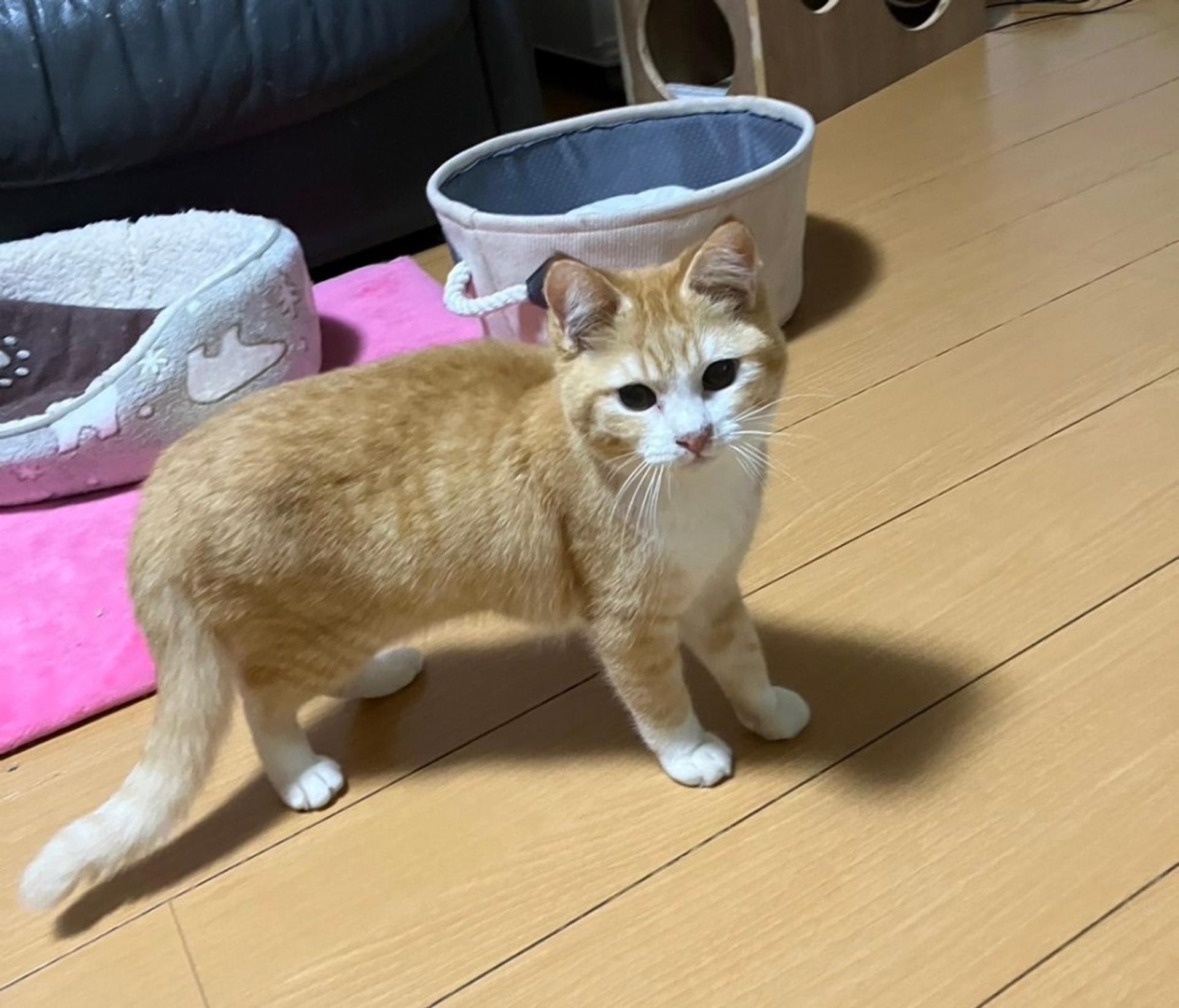 pet-image-2