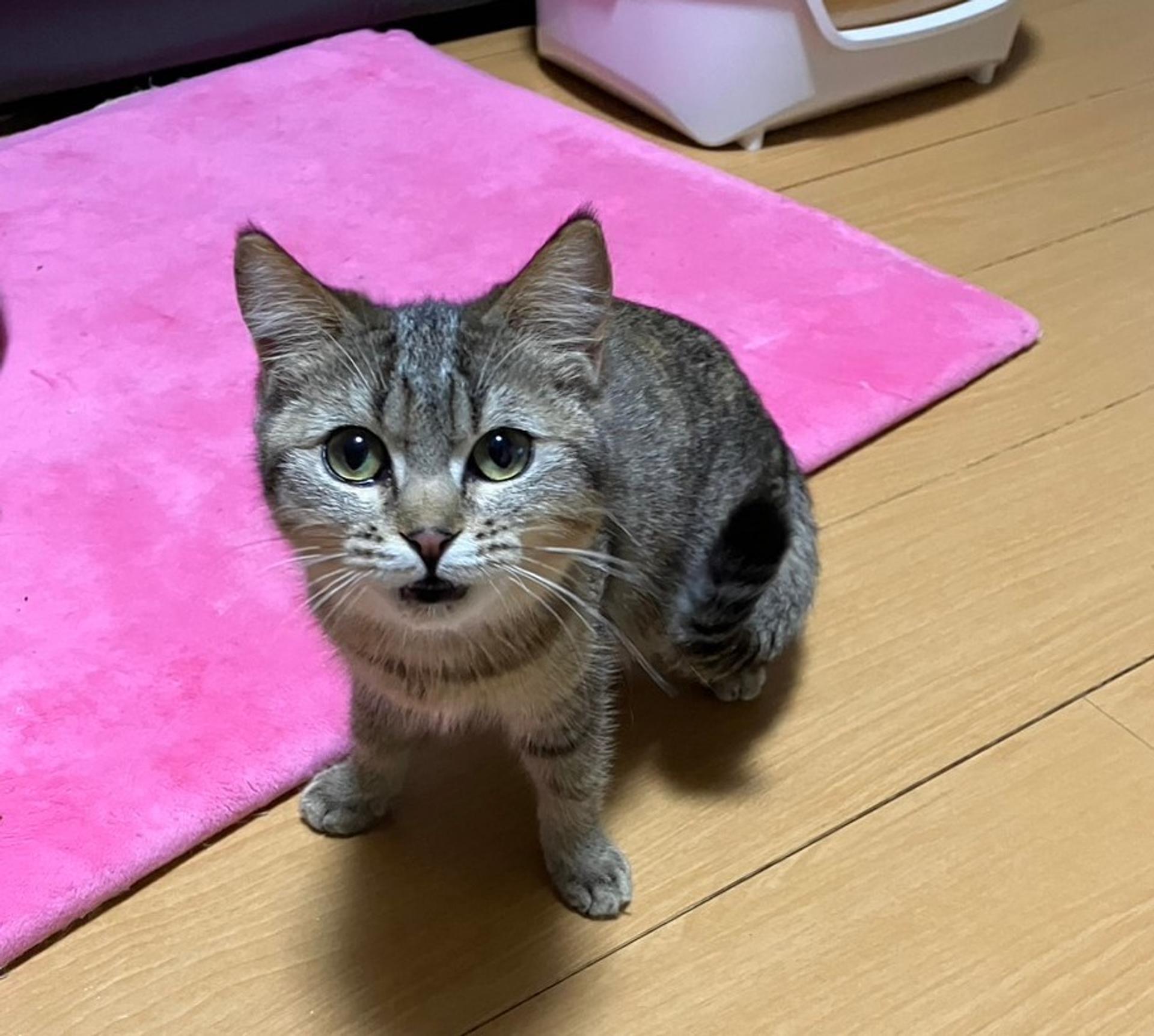 pet-image-2