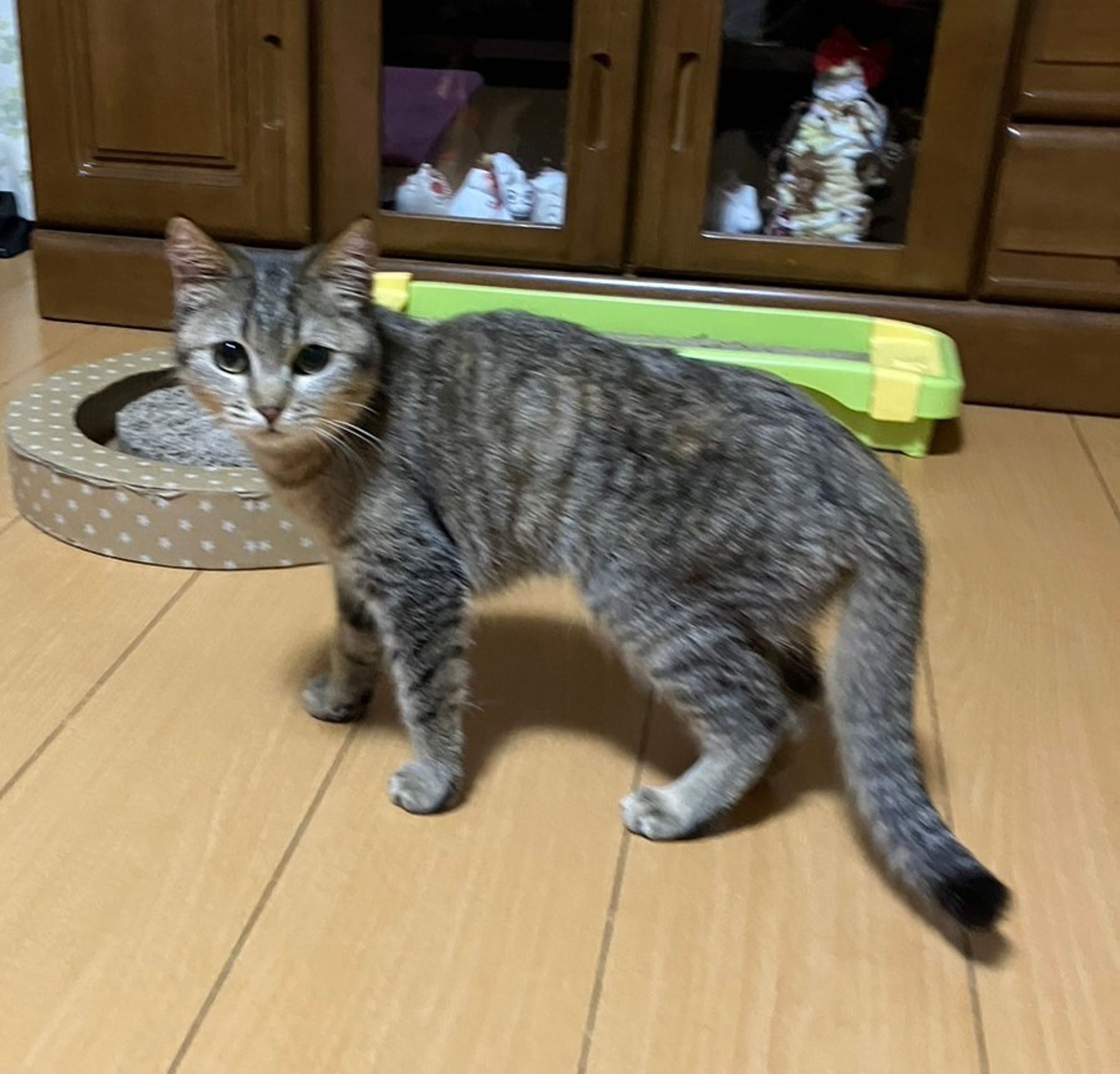 pet-image-3