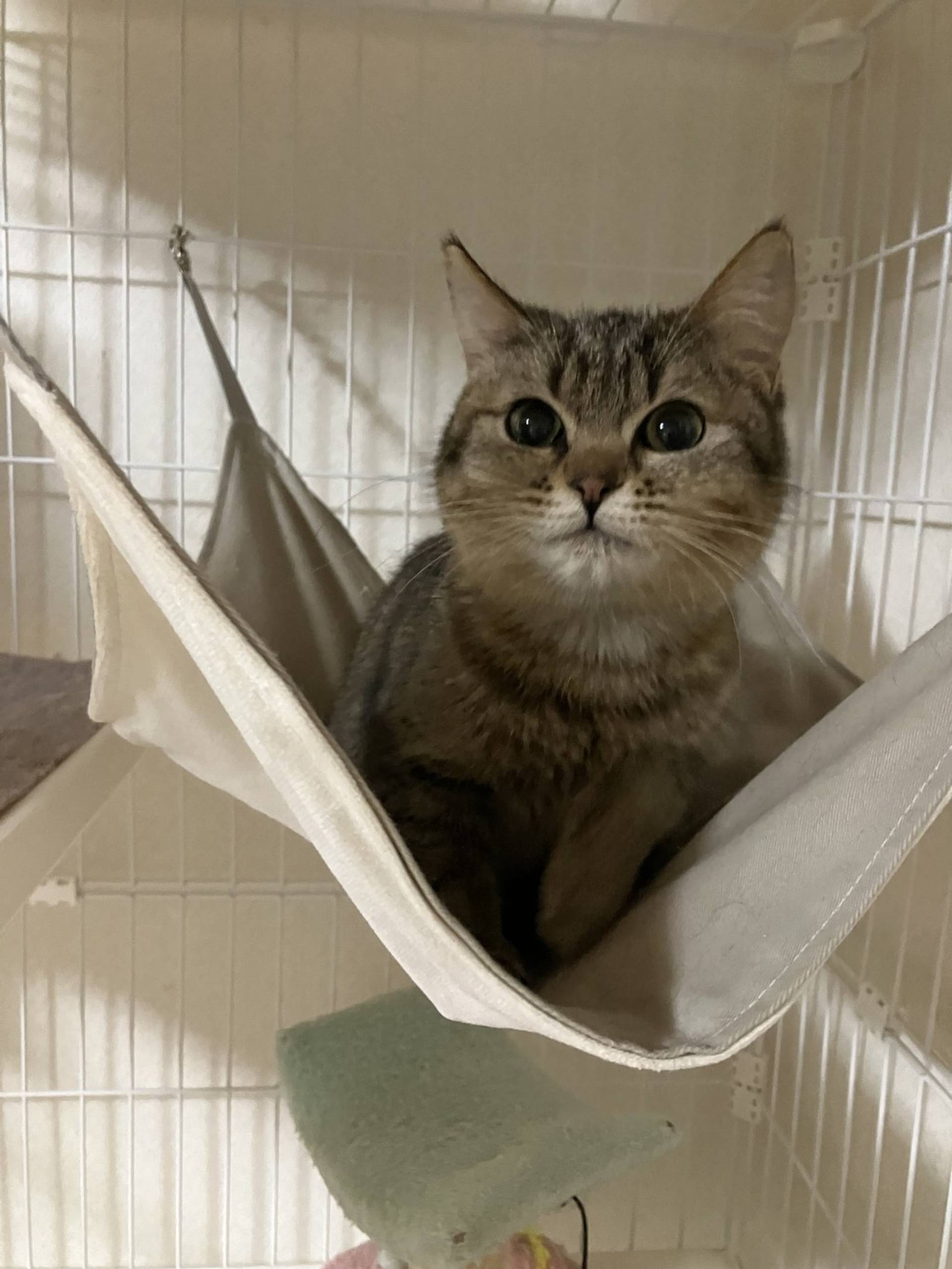 雑種（ミックス猫）・メスの里親募集の写真