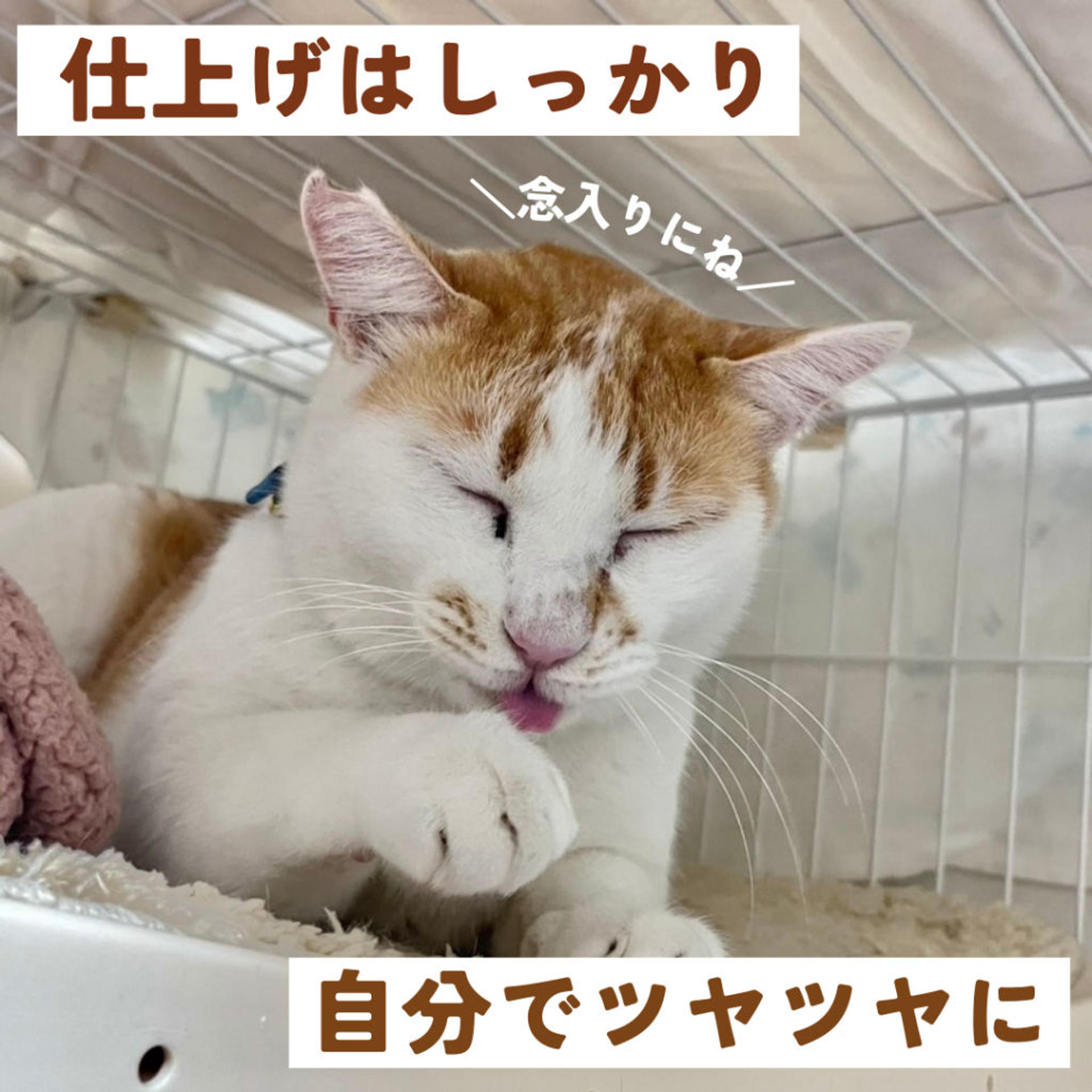 pet-image-4