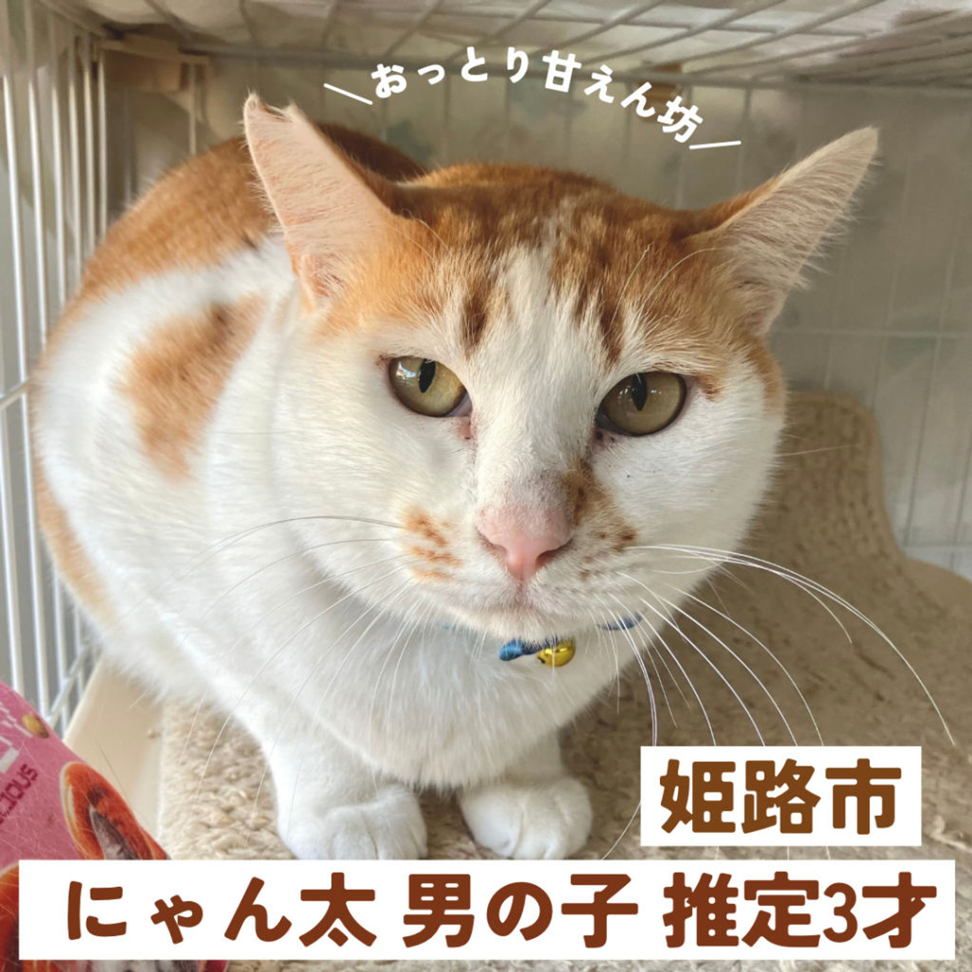 雑種（ミックス猫）・オスの里親募集の写真