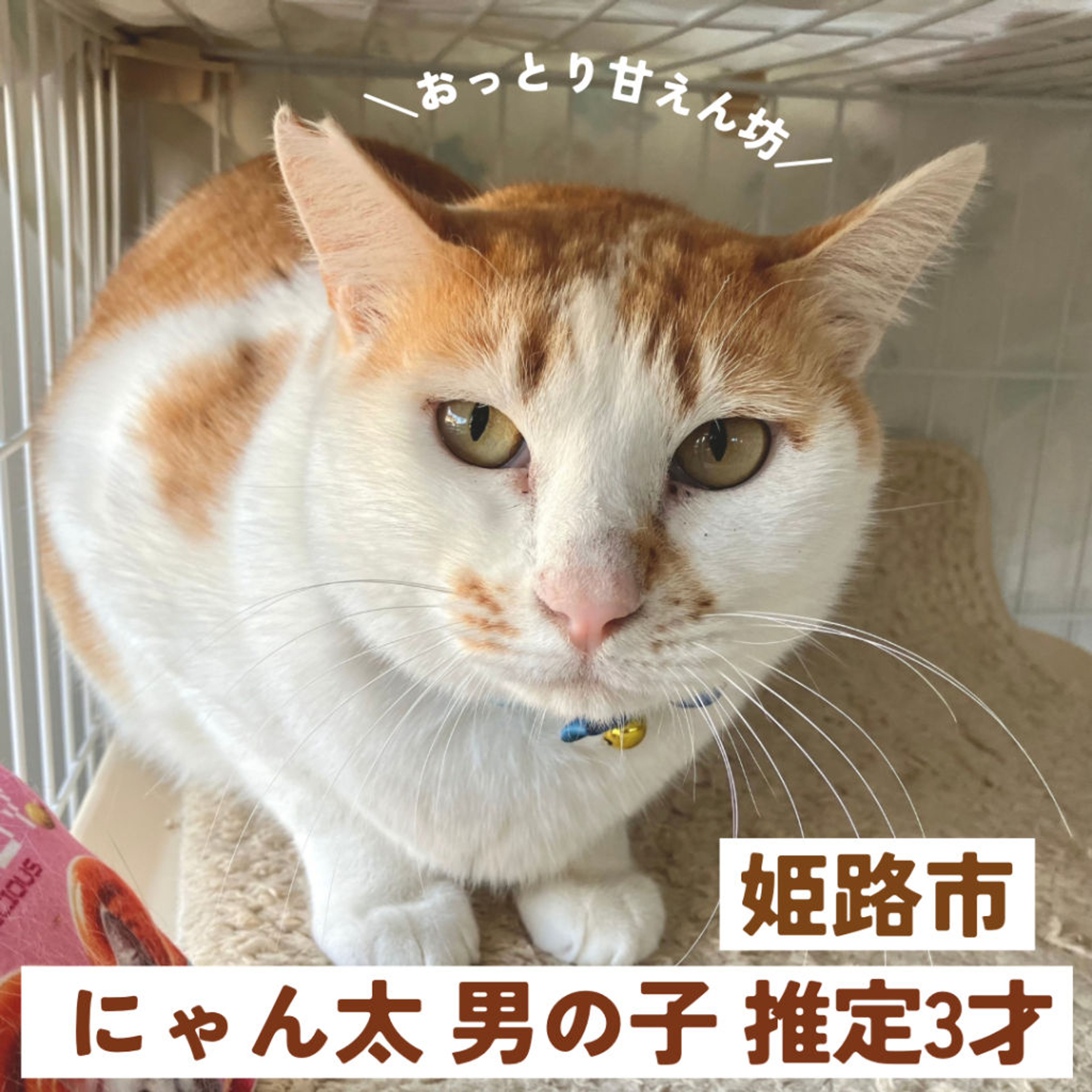 雑種（ミックス猫）・オスの里親募集の写真