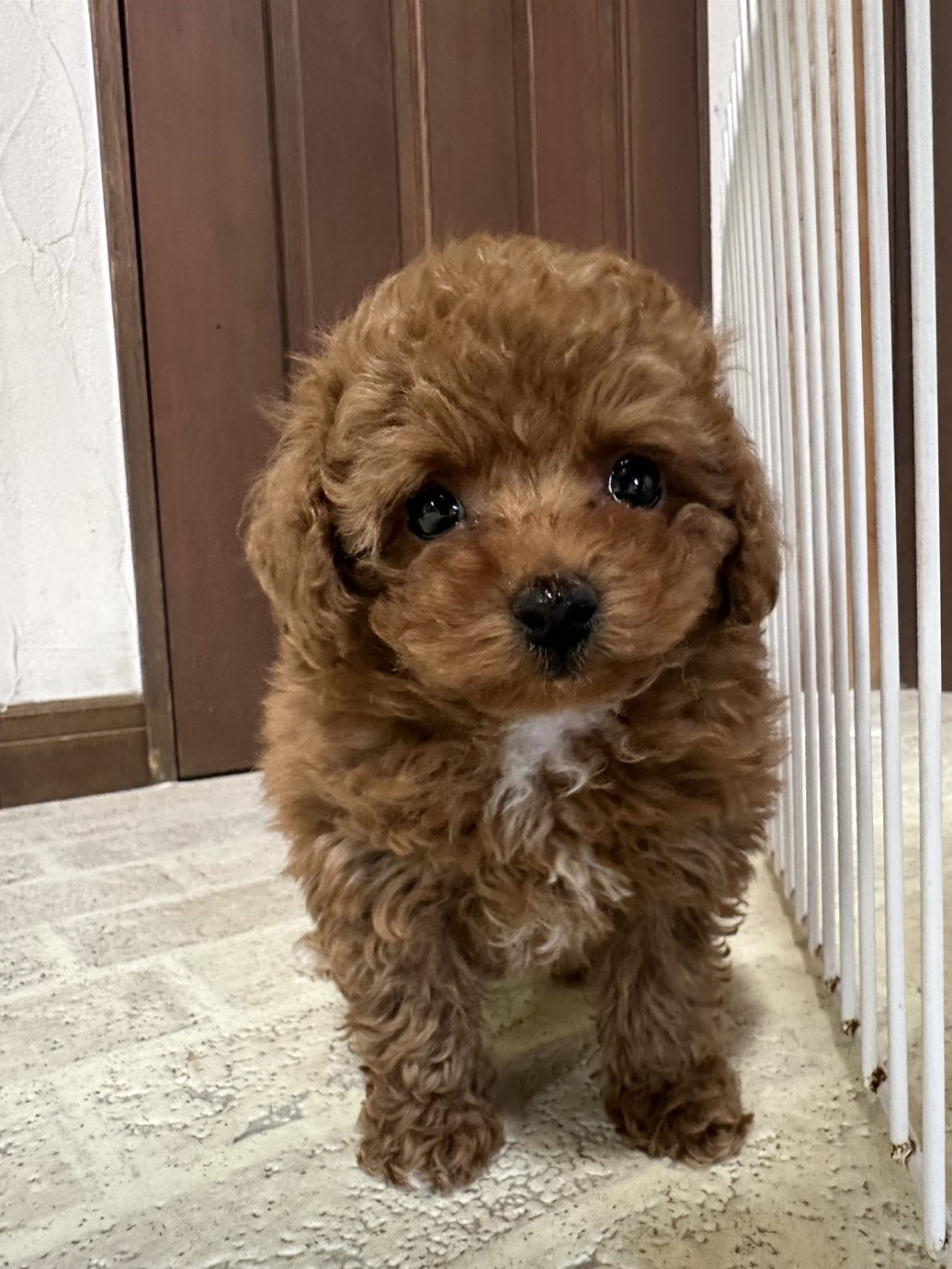 pet-image-2