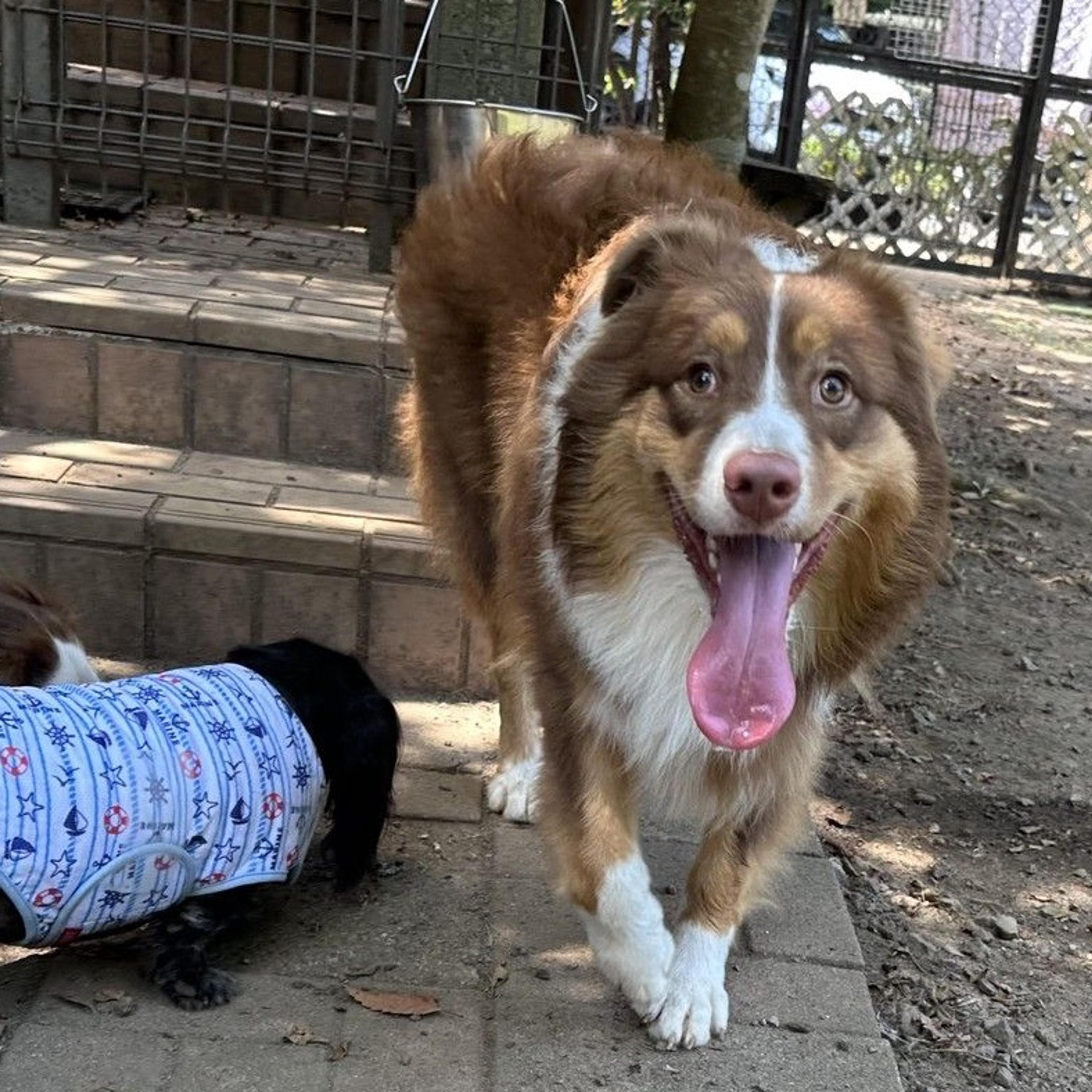 pet-image-7