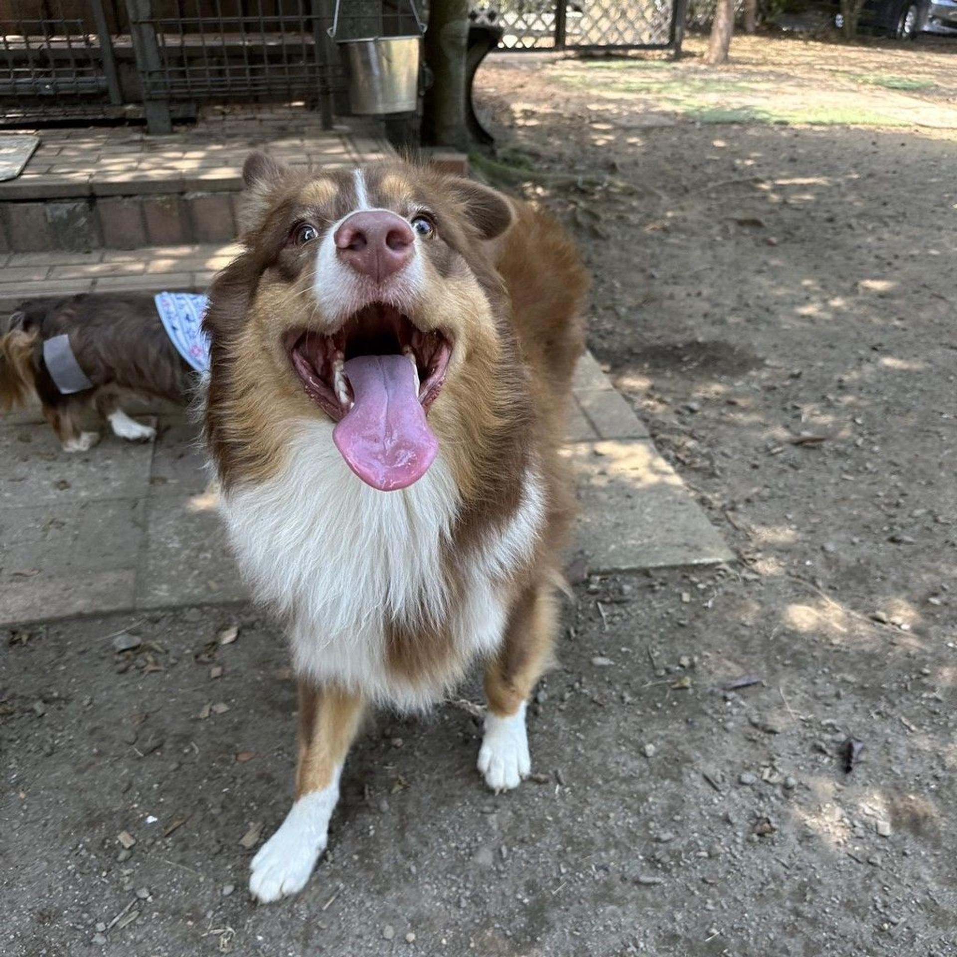 pet-image-8