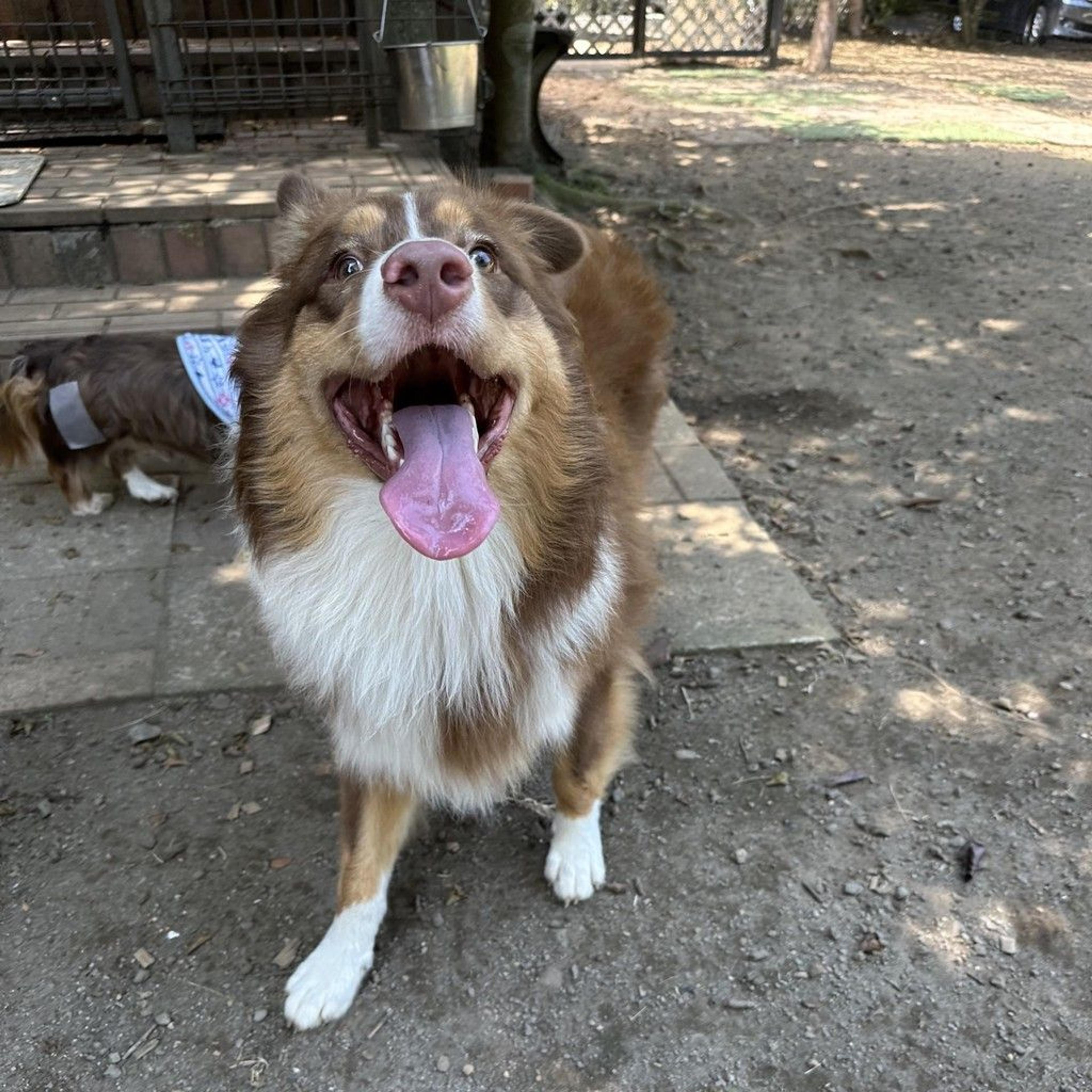 pet-image-8
