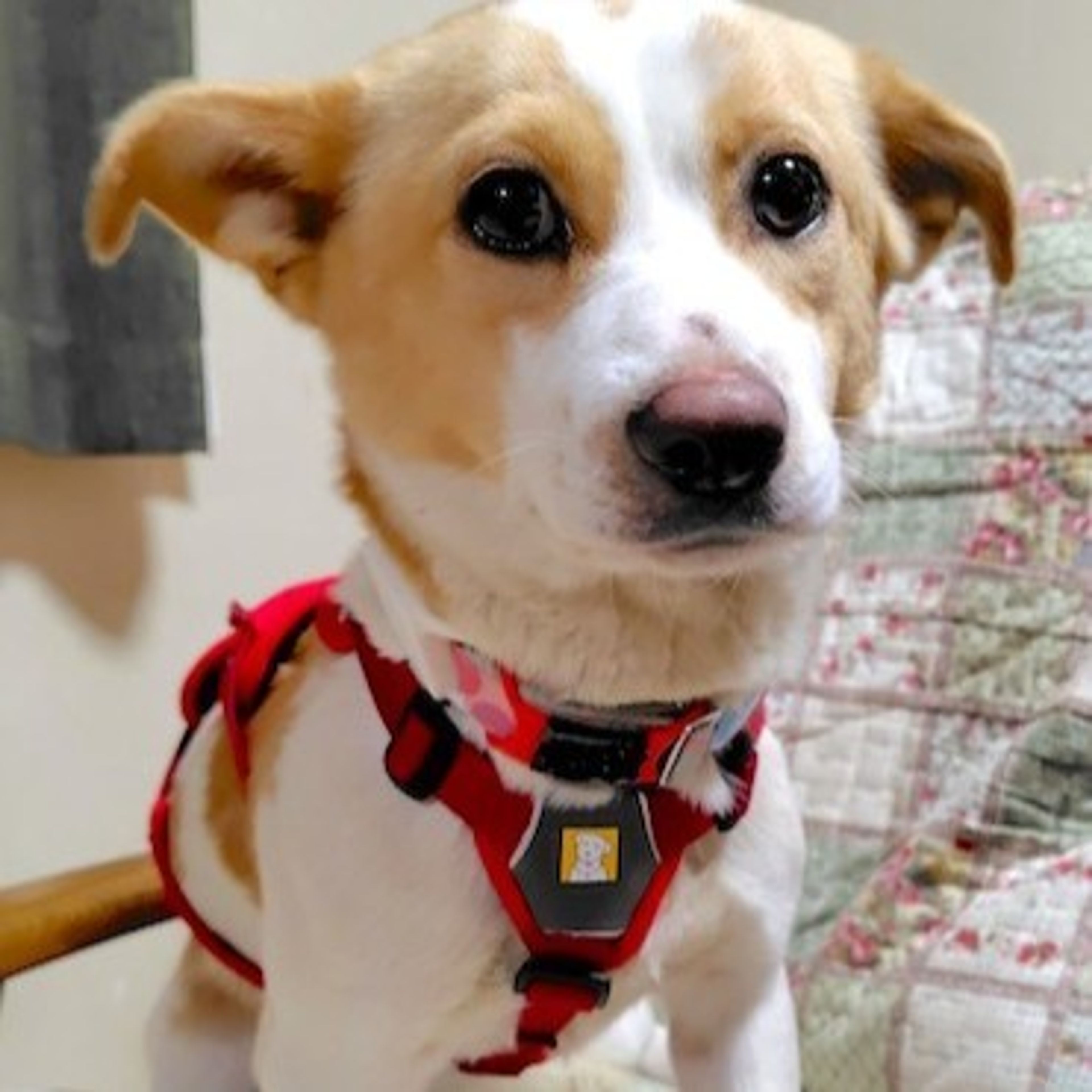 雑種（ミックス犬）・メスの里親募集の写真