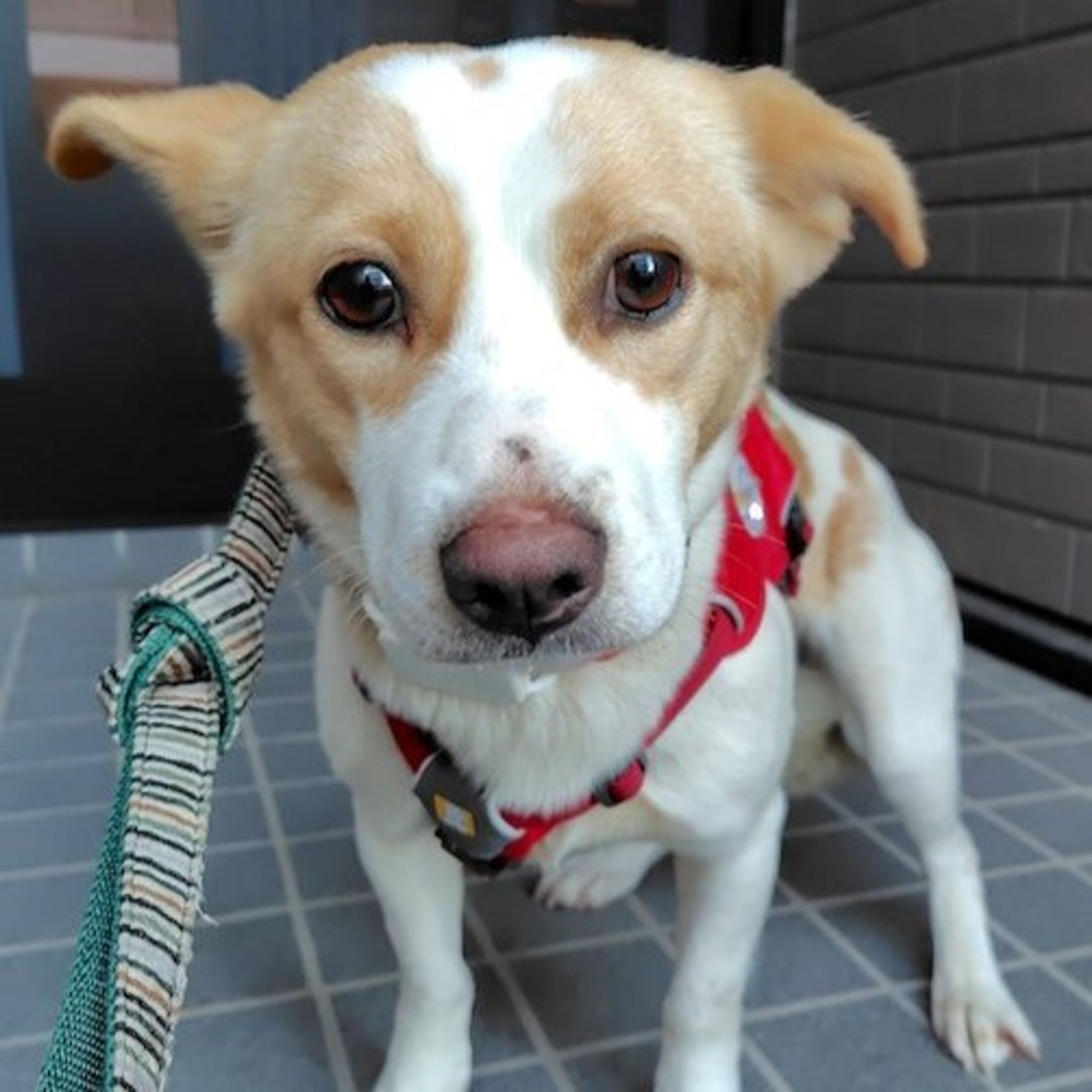 pet-image-2