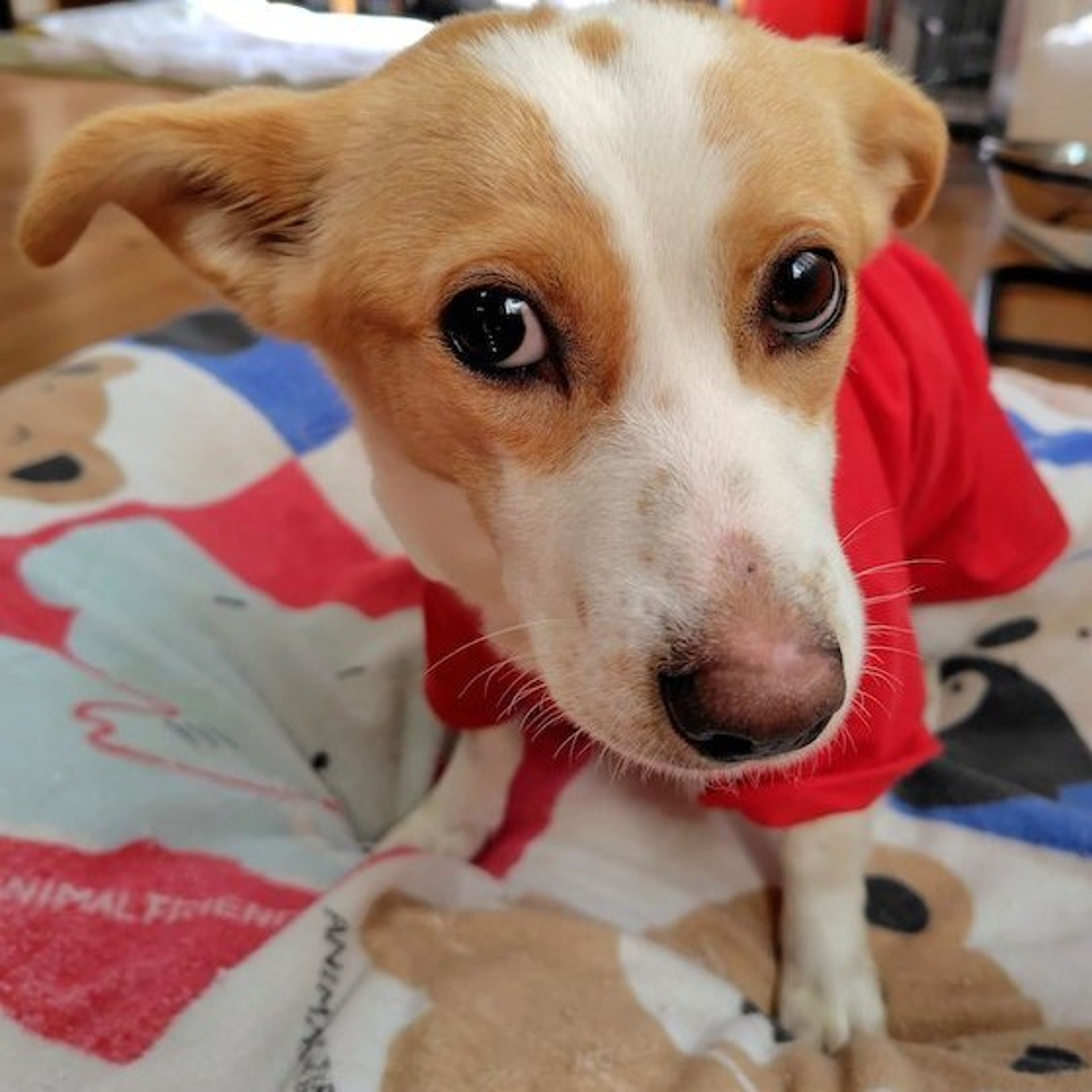pet-image-3