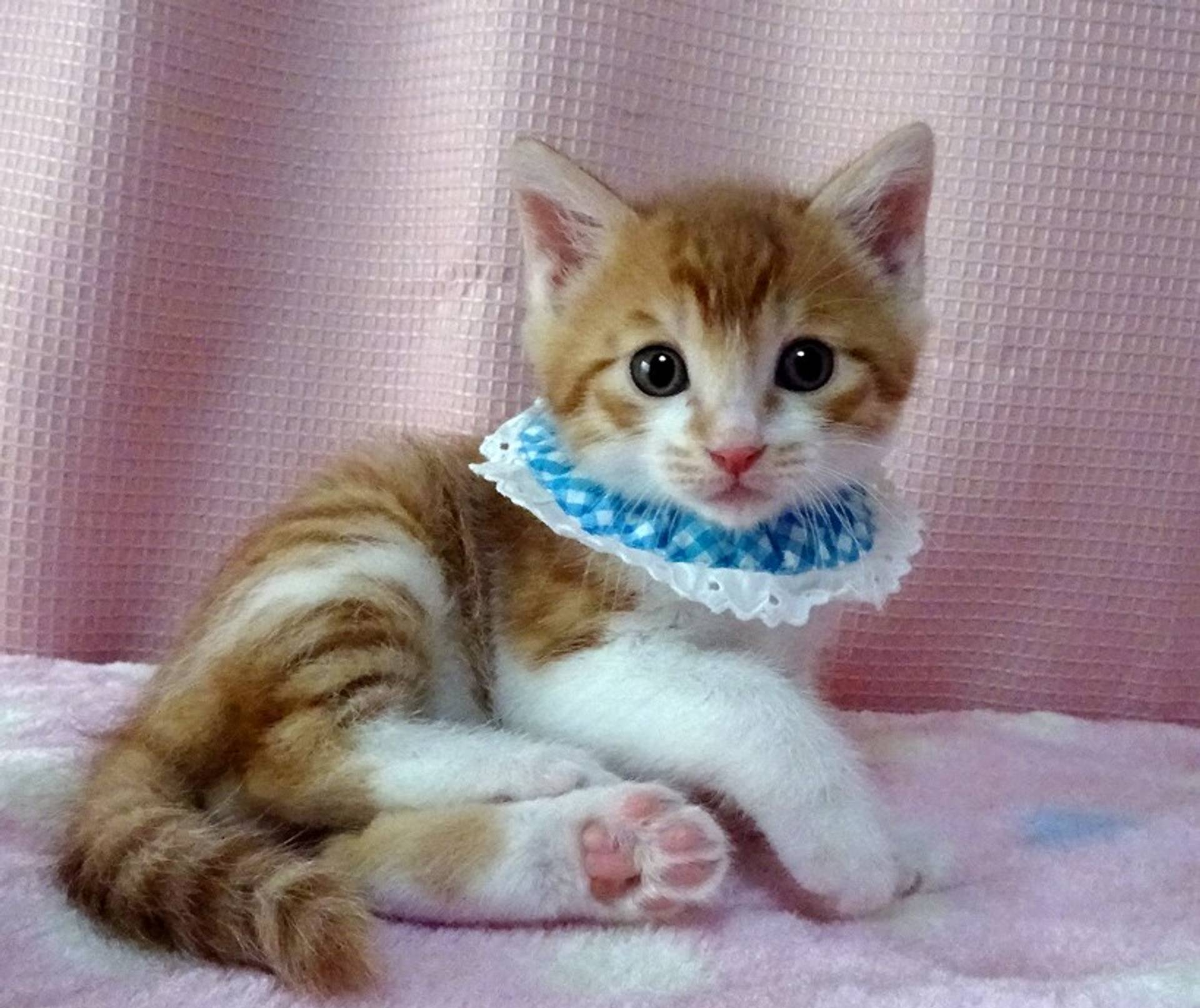 雑種（ミックス猫）・オスの里親募集の写真