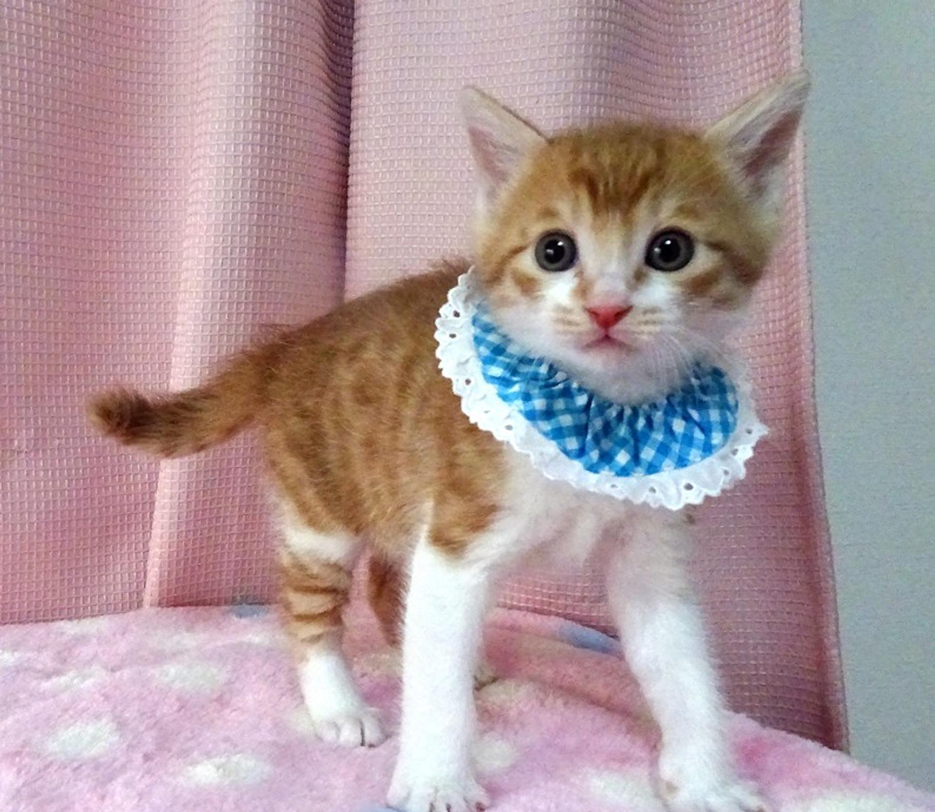 pet-image-3