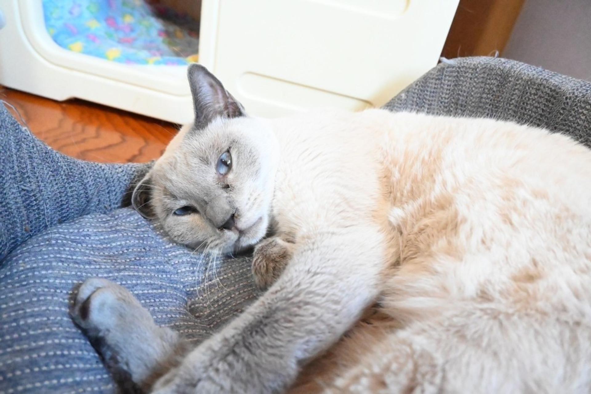 pet-image-2