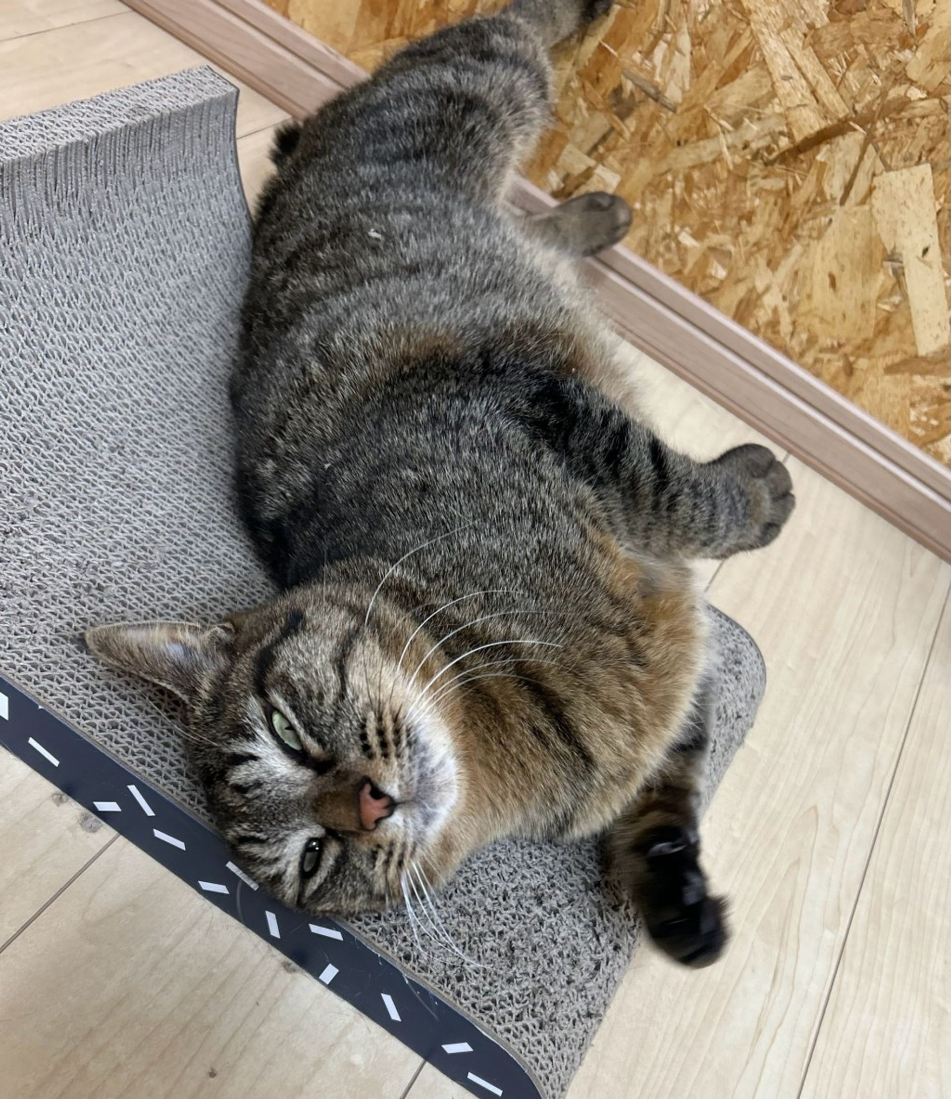 雑種（ミックス猫）・オスの里親募集の写真