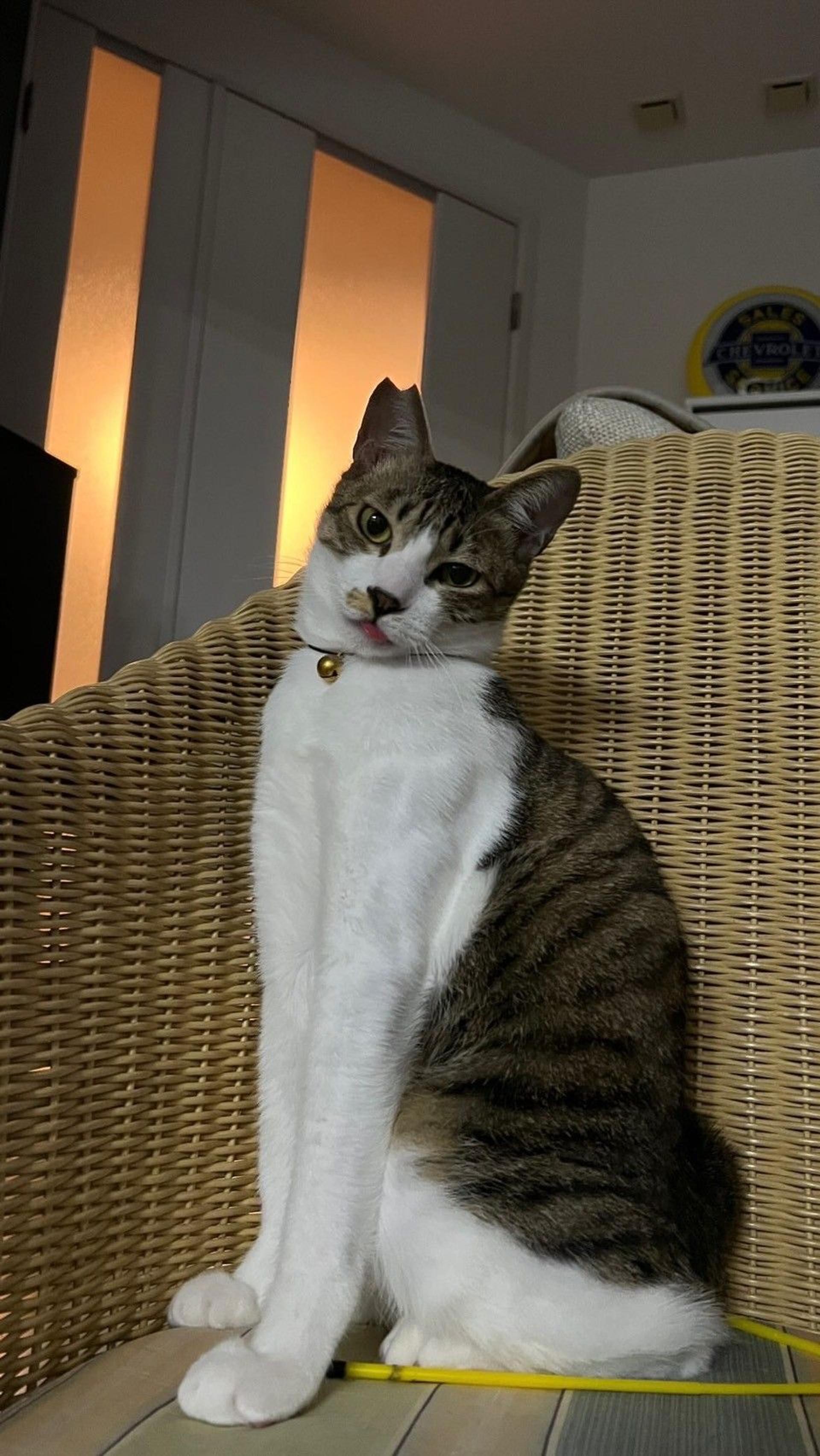 pet-image-3
