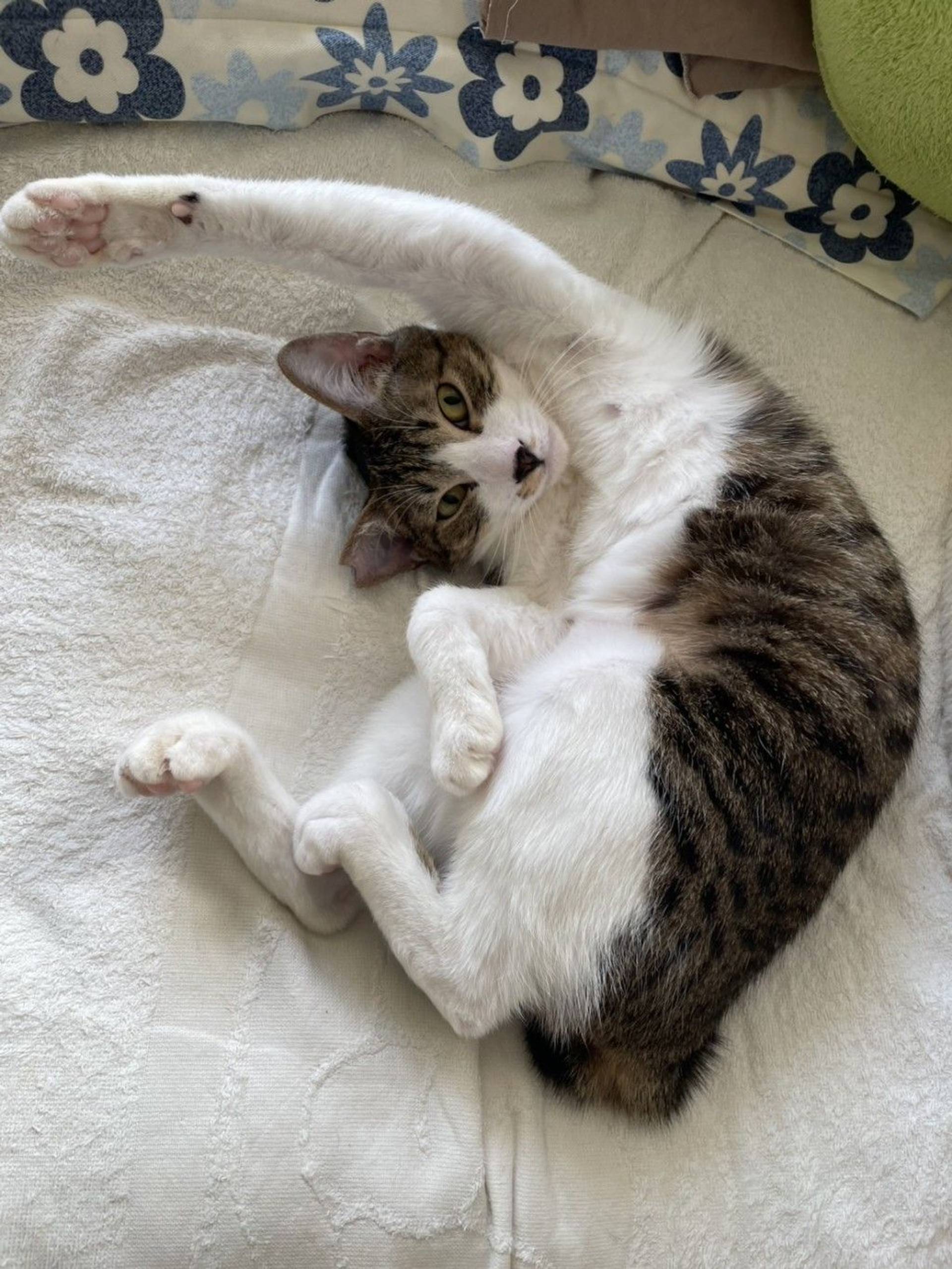 雑種（ミックス猫）・オスの里親募集の写真