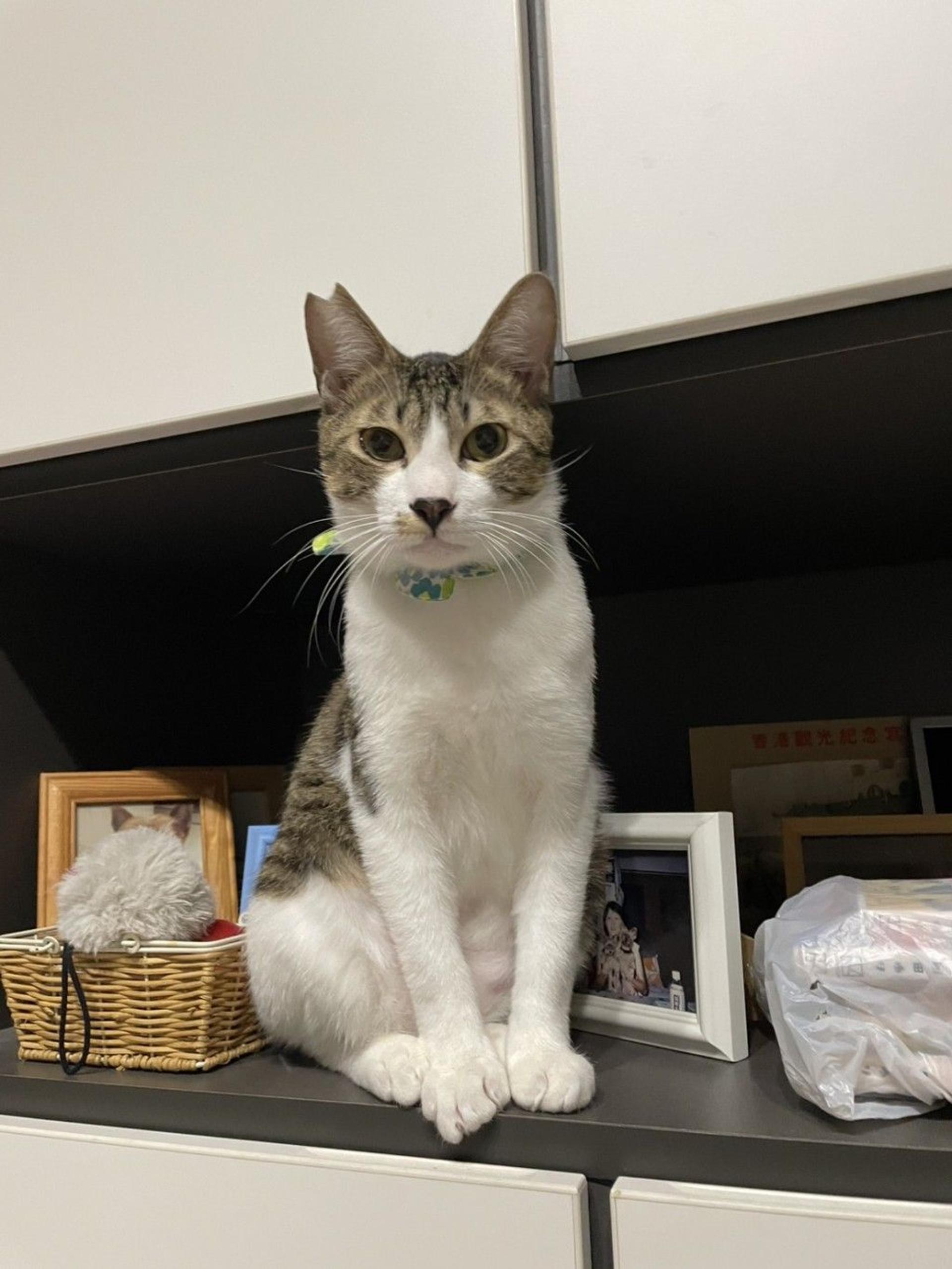 pet-image-4
