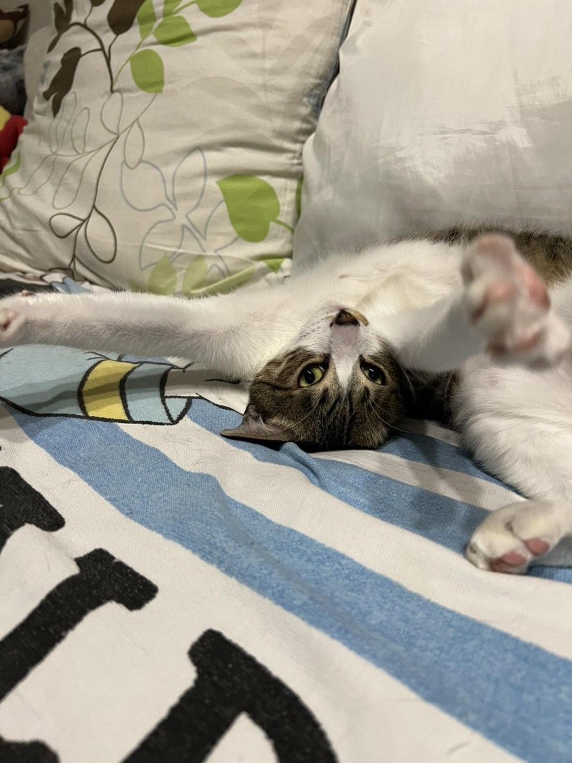 pet-image-5