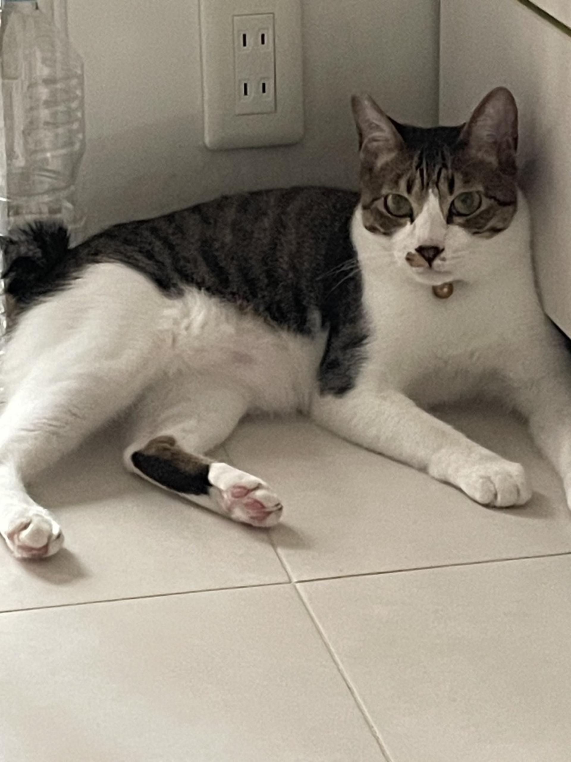 pet-image-6