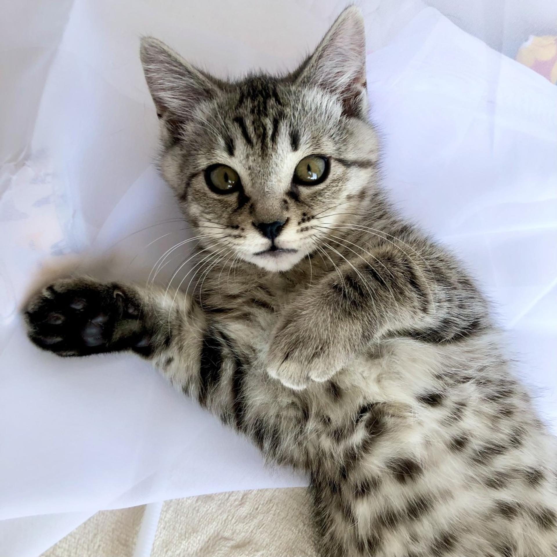 pet-image-4