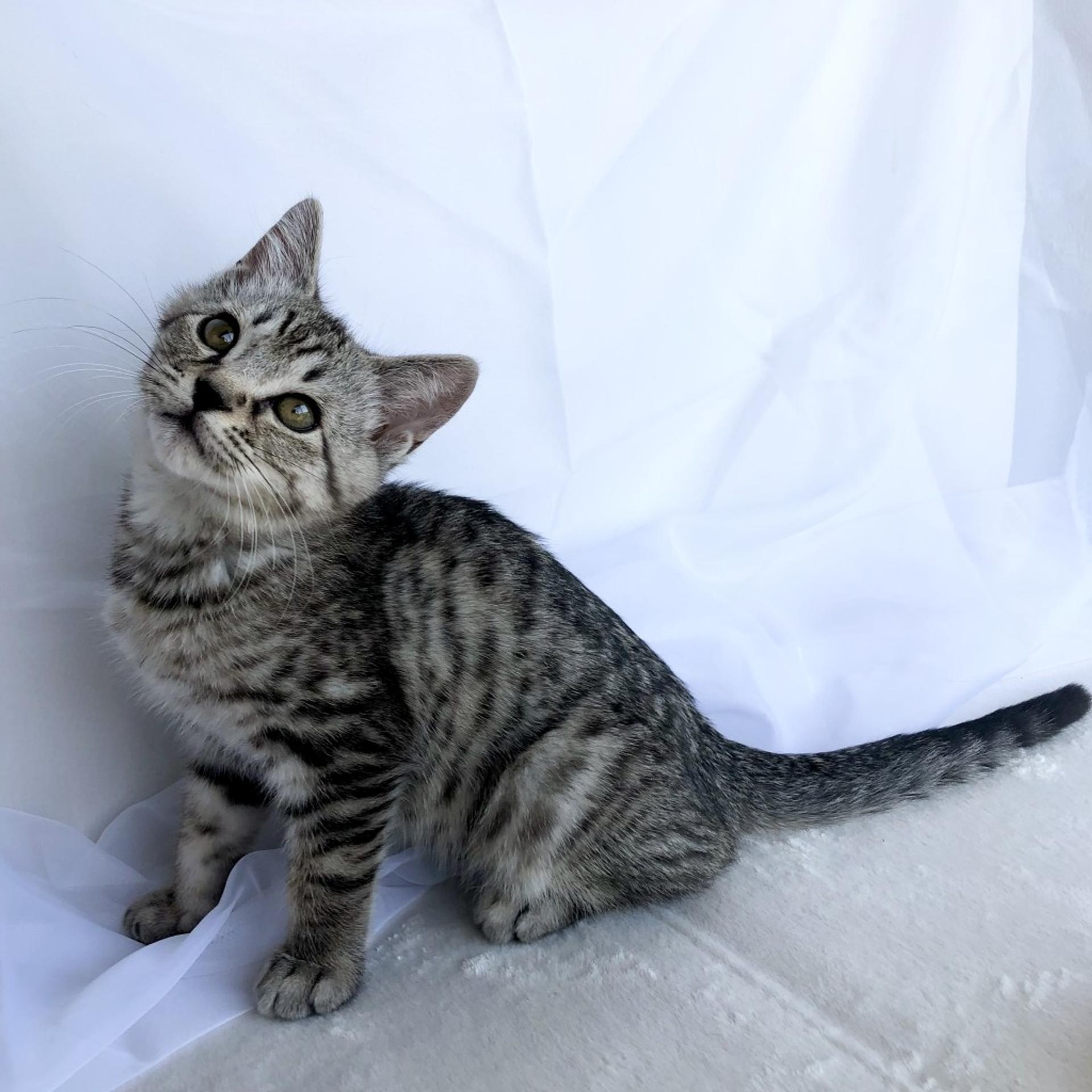 pet-image-7